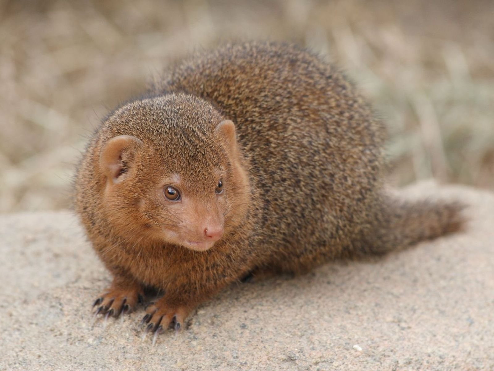herpestidae, 720P, mongoose, HD Wallpaper