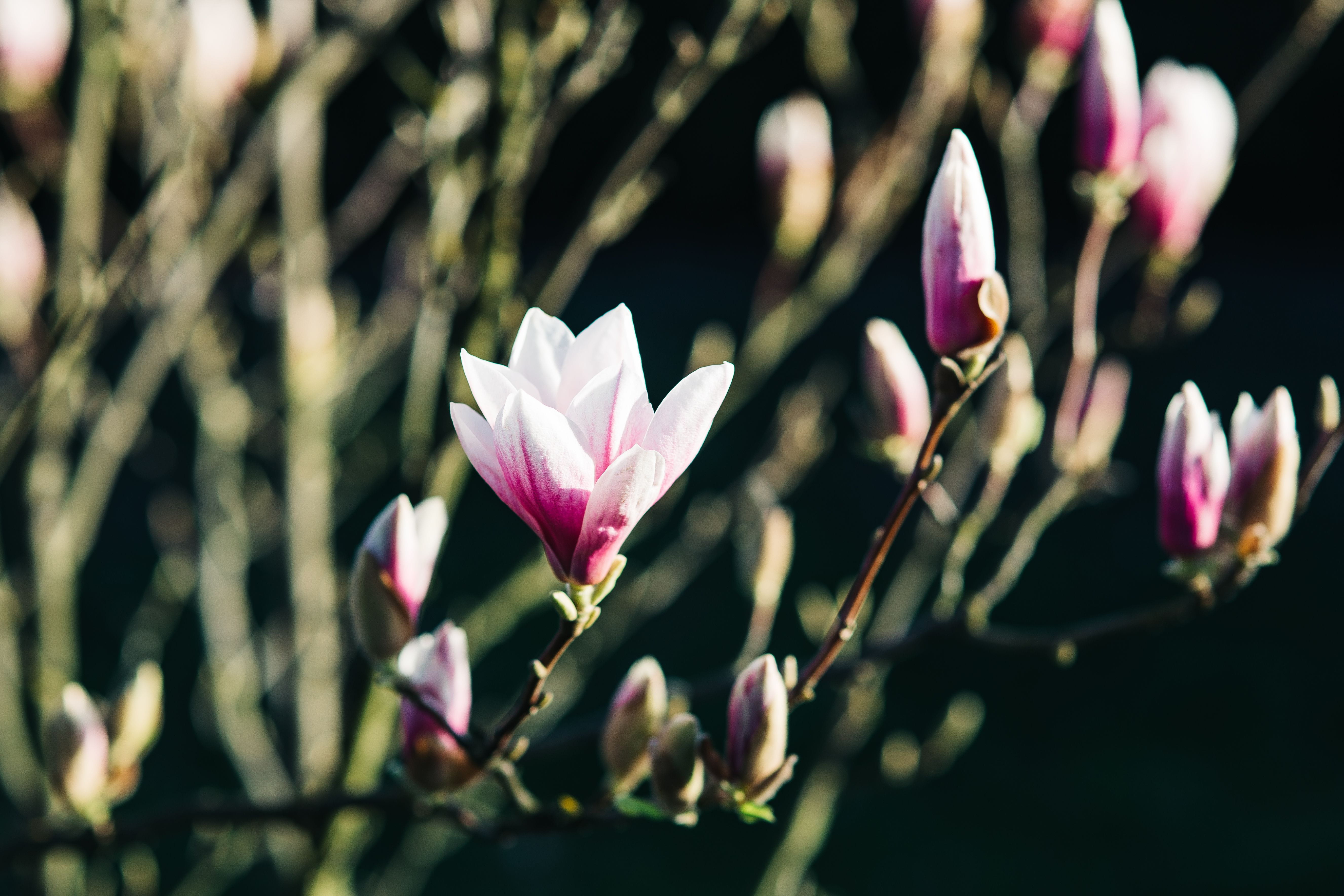 branch, pink Color, spring, beauty In Nature, flowering plant, twig, no people, flower, nature, summer, outdoors, flower Head, botany, flowers, spring flowers, HD Wallpaper