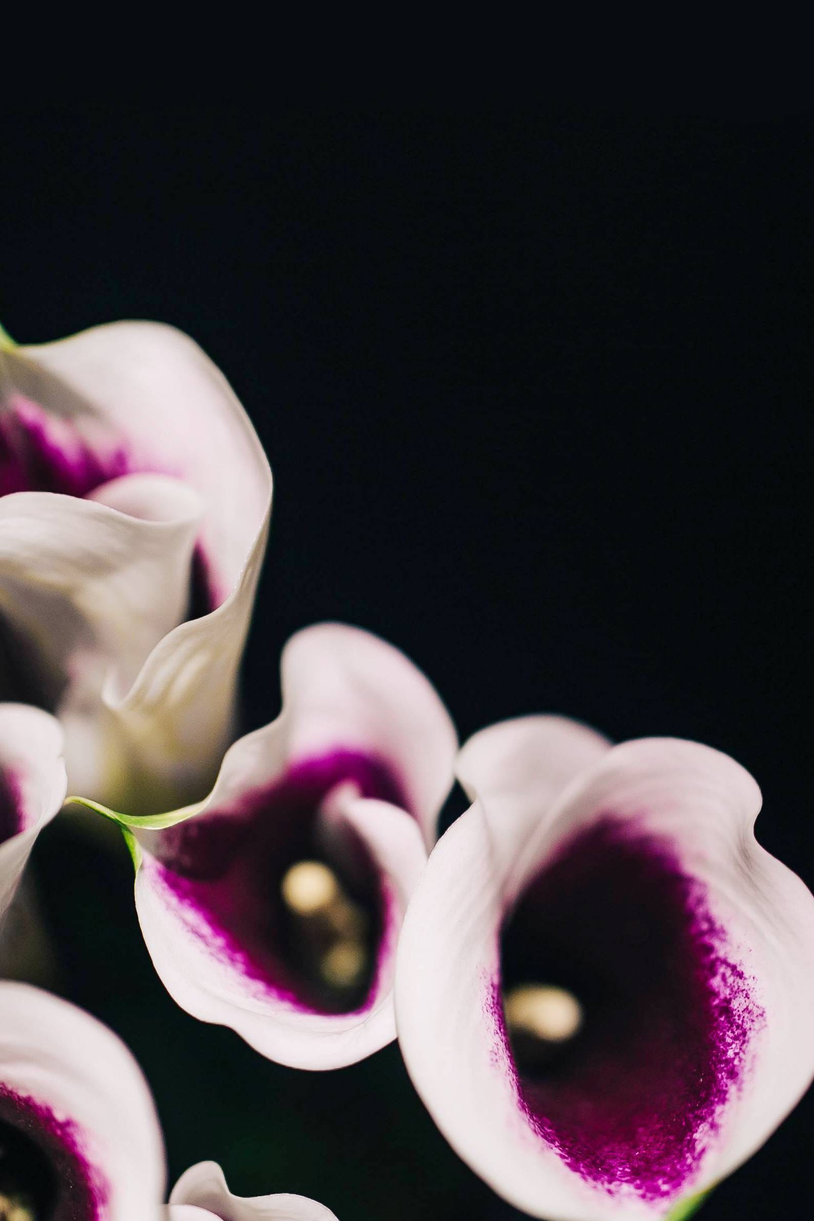 Close-ups, studio shot, flower, close-up, vulnerability, orchid, freshness, petal, close, single Flower, flowering plant, indoors, black background, flowers, Phone HD Wallpaper