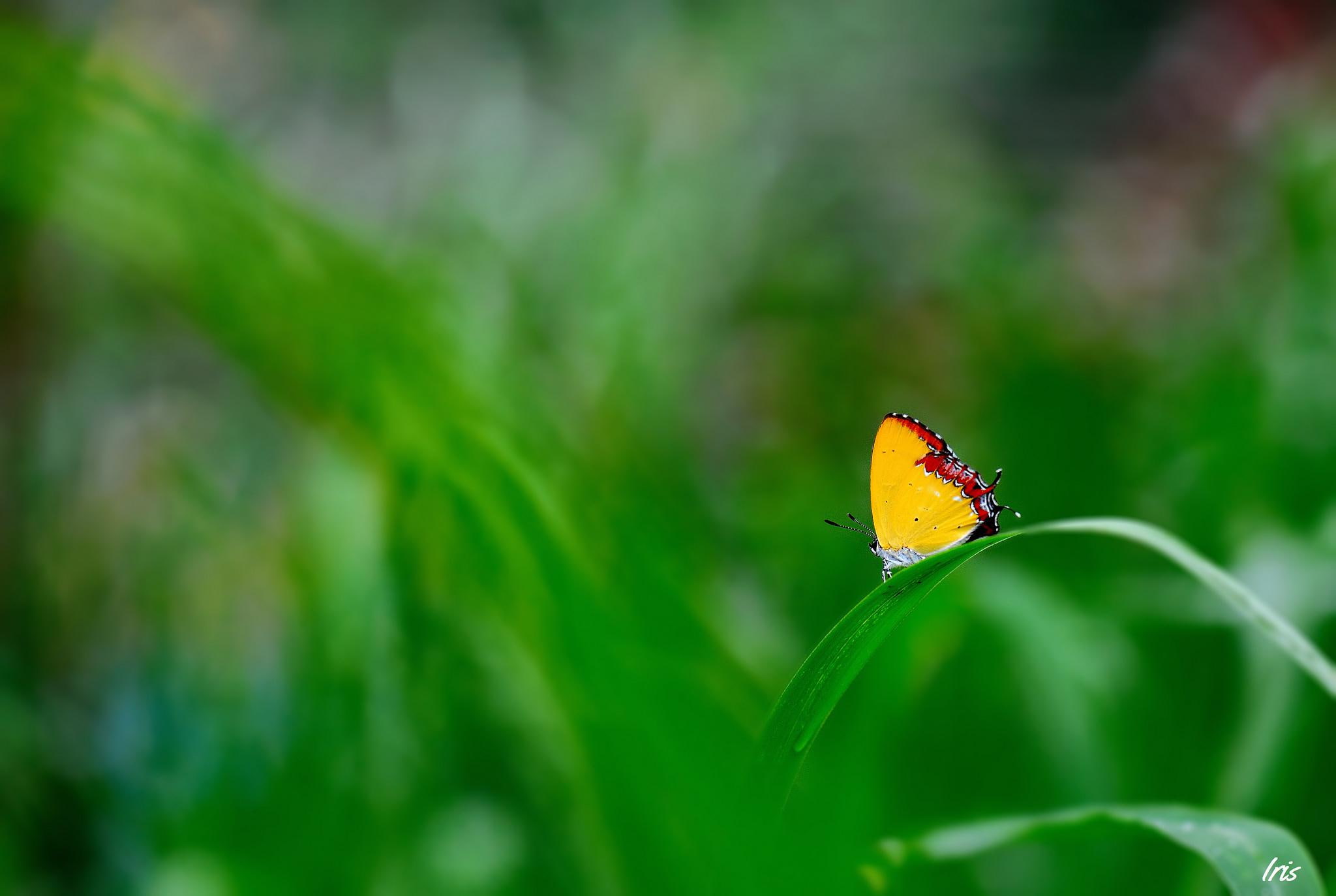 gallery, grass, 1080P, blade, yellow, green, insects, focus, butterfly, HD Wallpaper