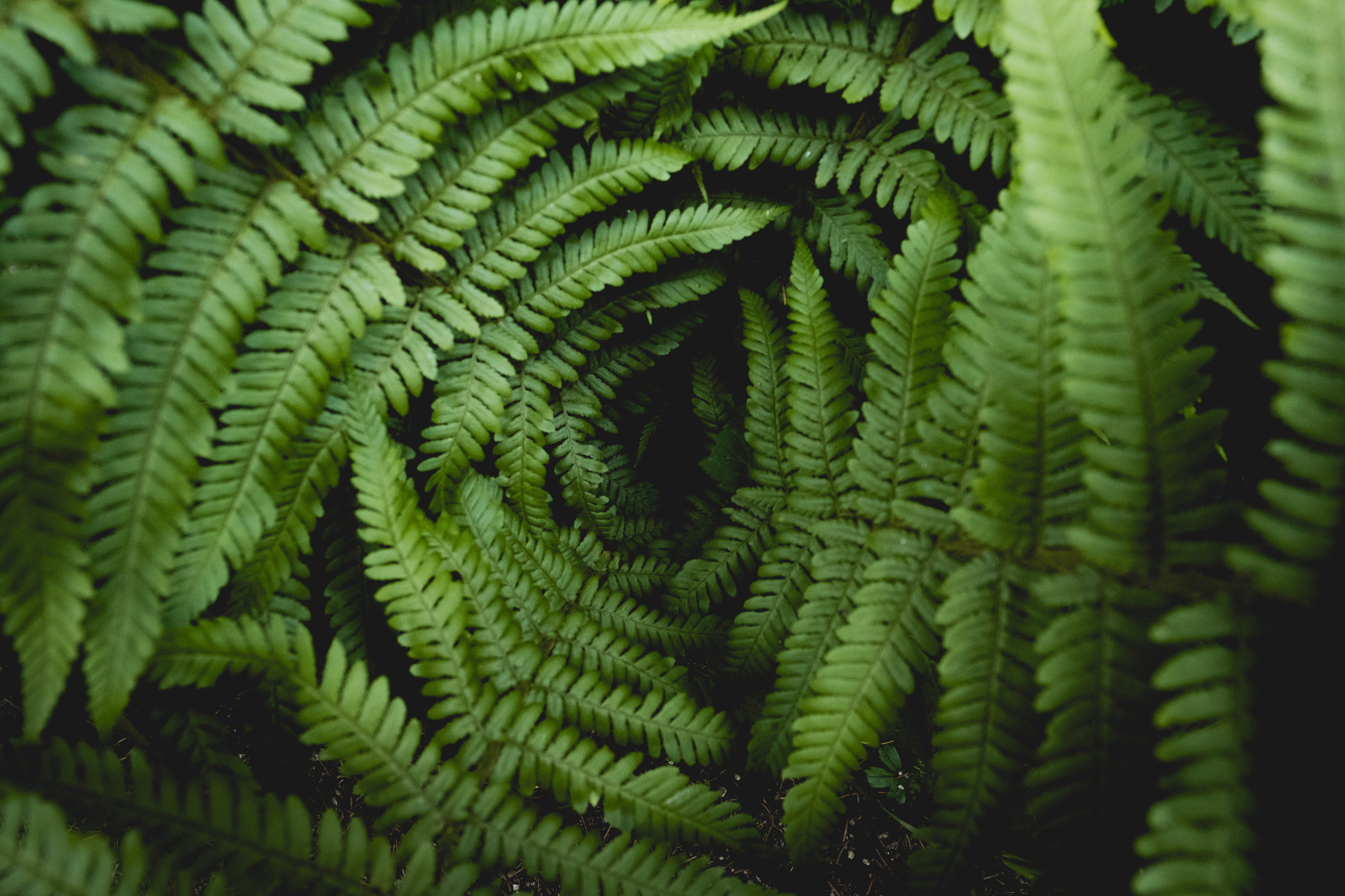 5K, fragility, concentric, natural pattern, leaves, no people, growth, day, plant part, fern, pattern, leaf, selective focus, fahrnheit, beauty in nature, HD Wallpaper