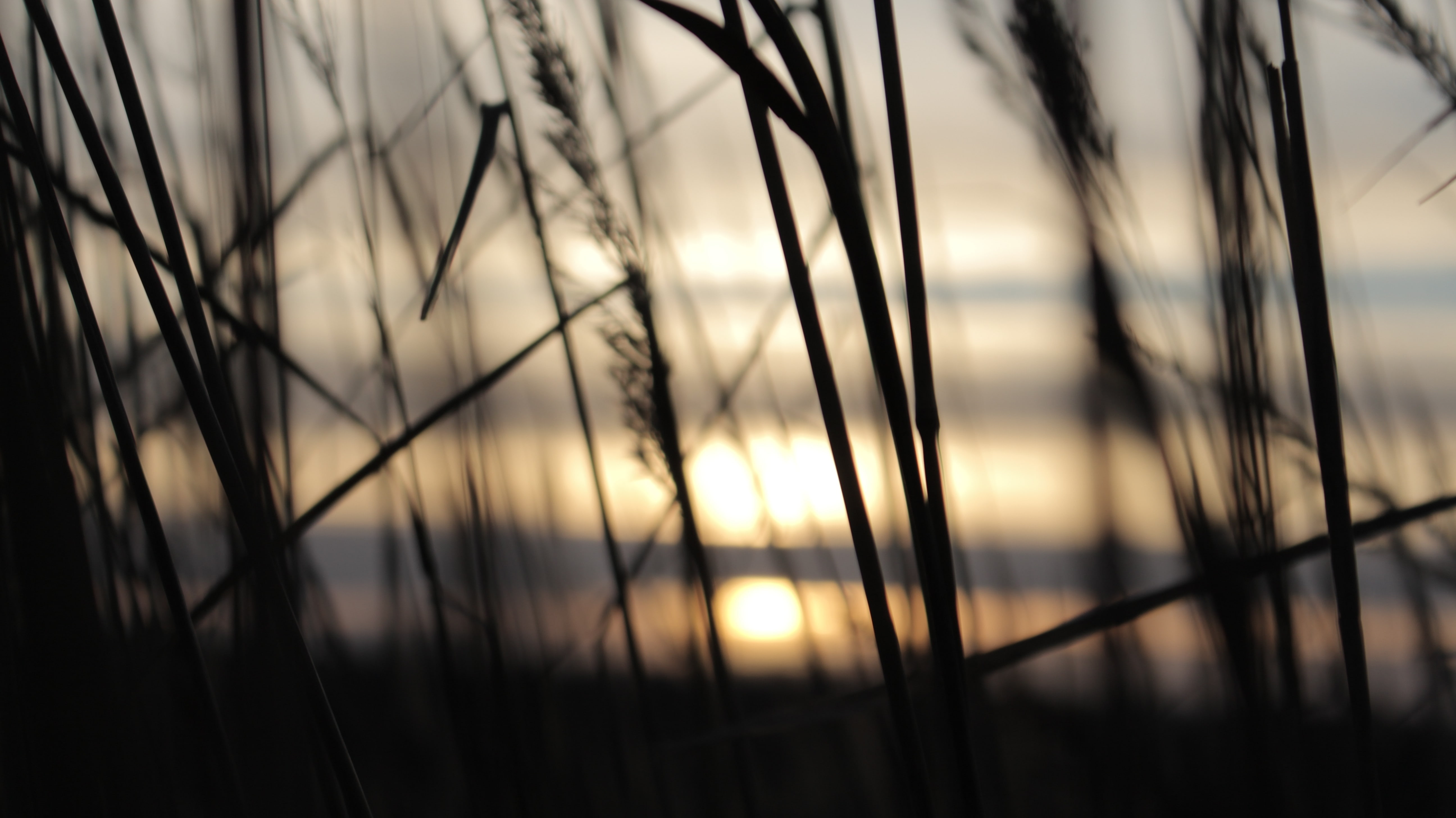 colorful, Sun, sunset, wheat, 5K, silhouette, HD Wallpaper