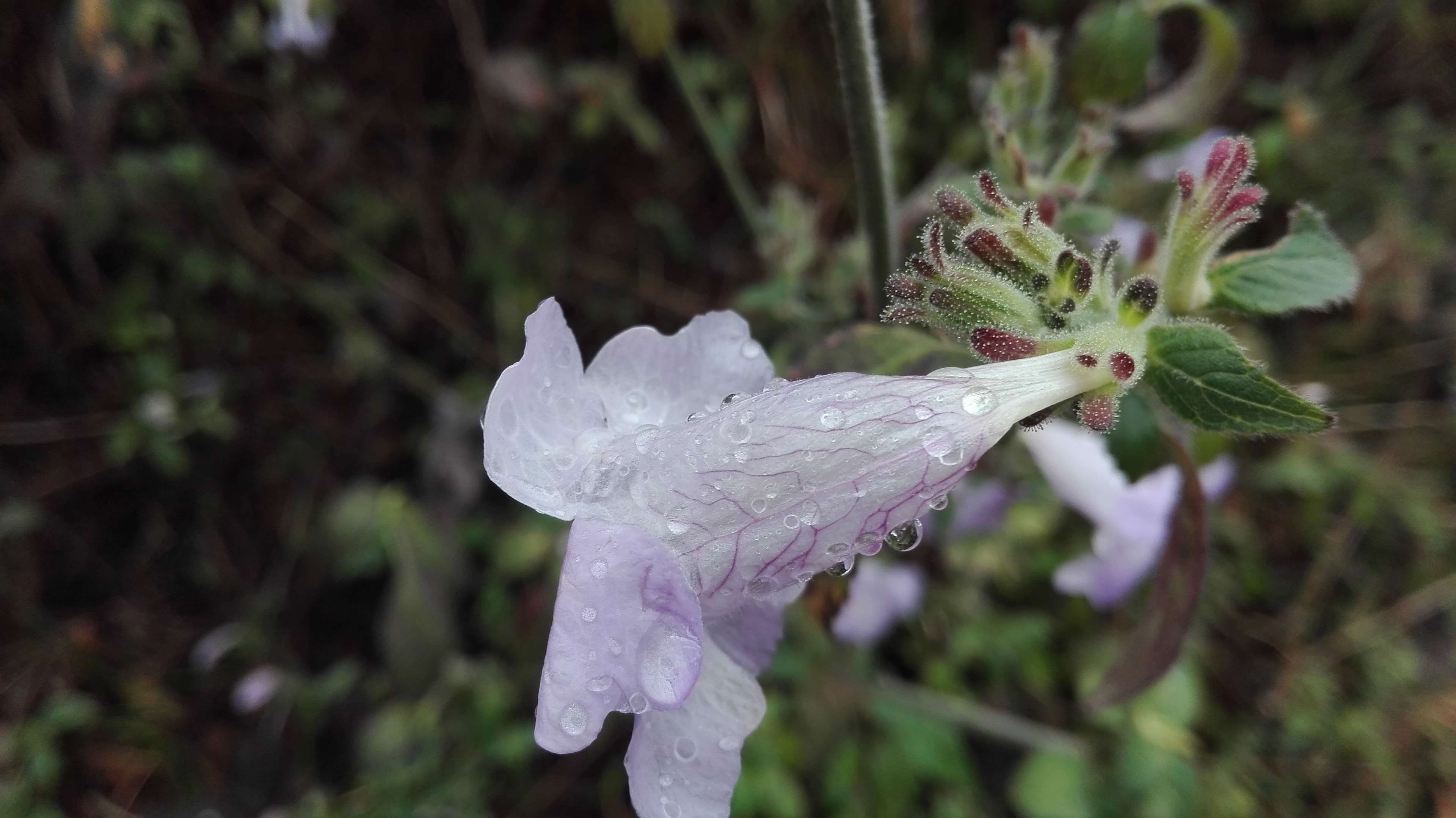 plant, purple, plant part, mobil click, fragility, natural, inflorescence, 4K, nature, close-up, focus on foreground, dew, flowering plant, drop, wet, HD Wallpaper