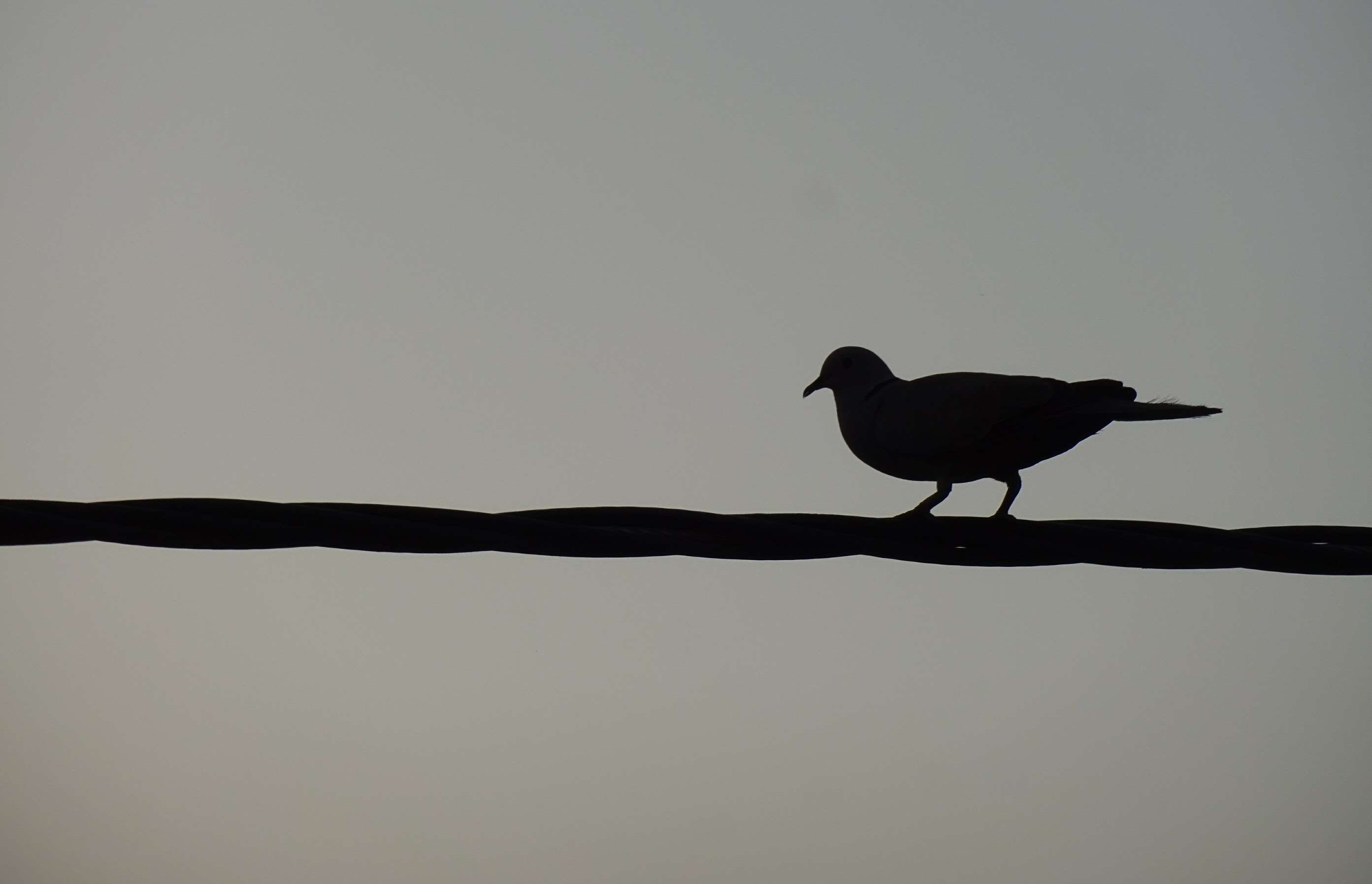 vertebrate, copy space, sky, silhouette, 2K, clear sky, clicks, outdoors, natural, day, animal themes, no people, low angle view, animal wildlife, perching, HD Wallpaper