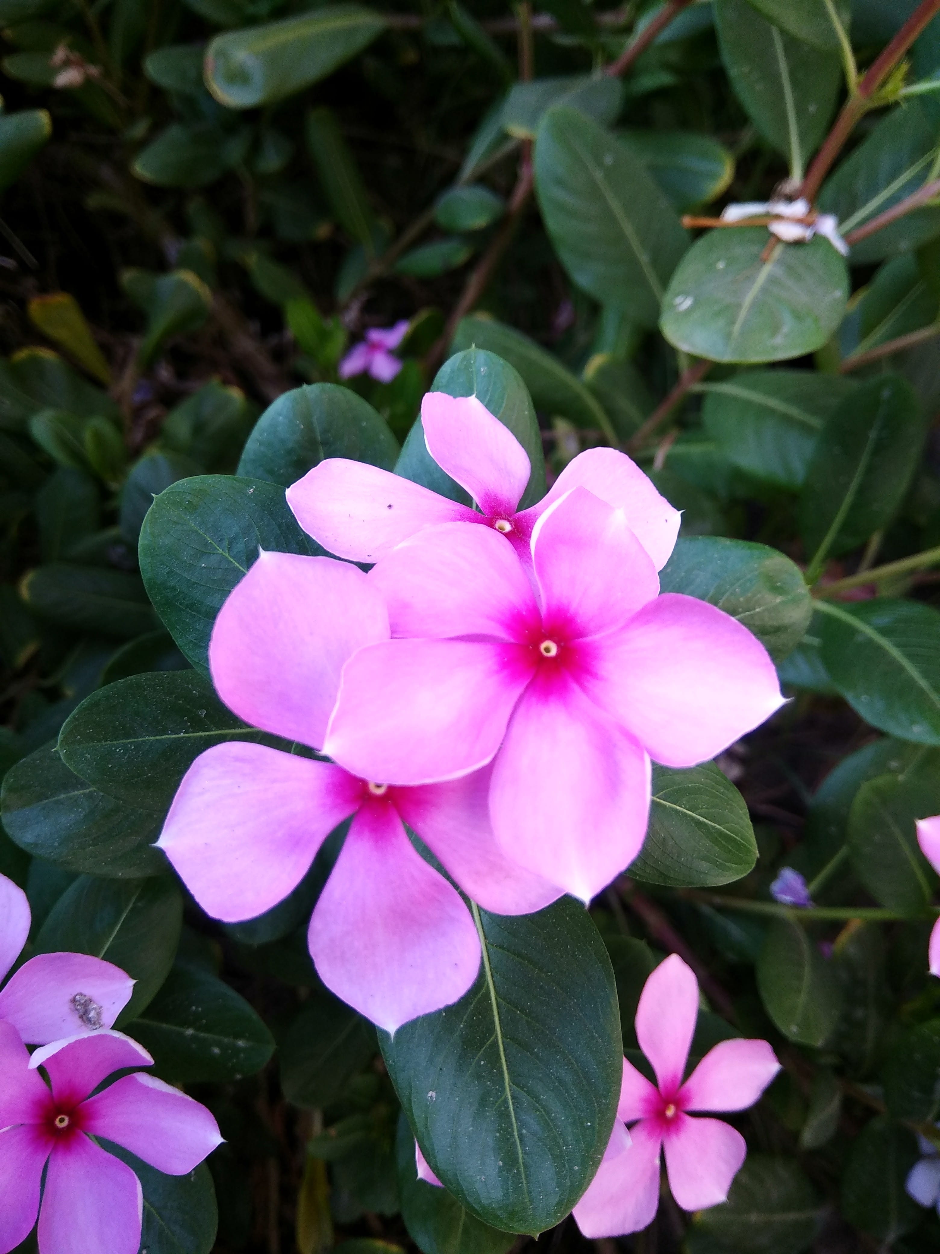 inflorescence, day, catharanthus roseus, vulnerability, focus on foreground, pink color, 4K, leaf, plant, plant part, outdoors, flower, no people, phone click, Phone HD Wallpaper