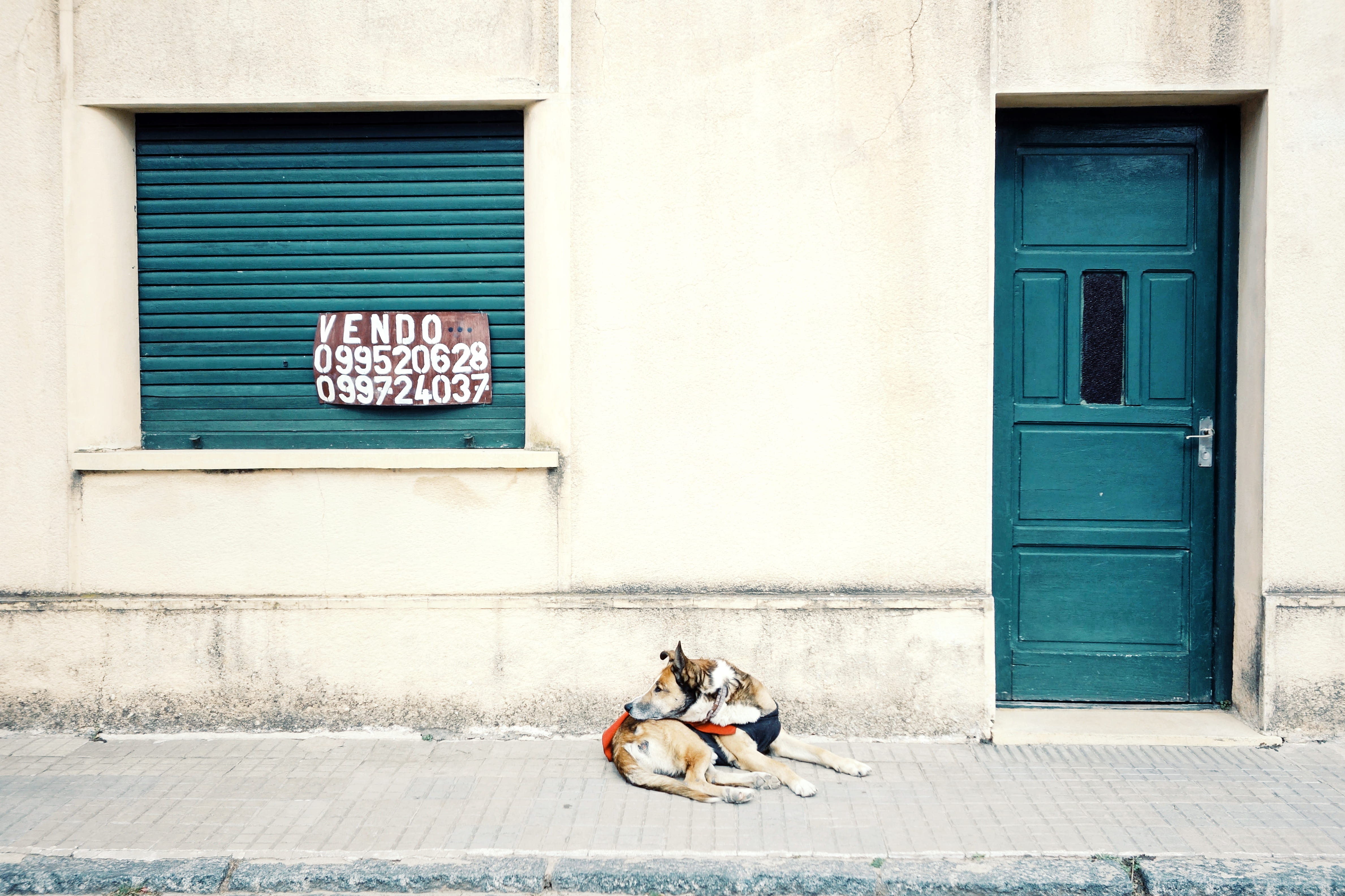 brown, entrance, sidewalk, blue, dog, lying, ground, house, closed, day, outdoors, window, concrete, built structure, architecture, gray, street, metal, HD Wallpaper