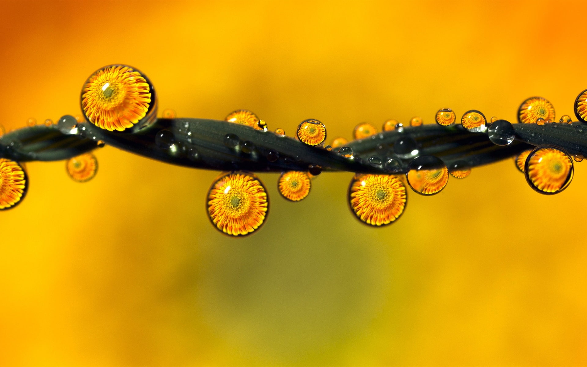 Drops, Reflection, Flowers, 1080P, Dew, Leaf, Water, HD Wallpaper