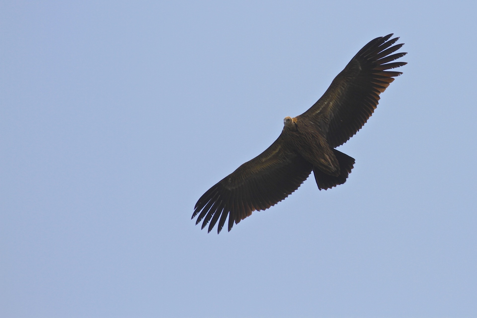 animal, low angle view, strength, birds flying, prey, blue sky, metaphor, fly, outdoors, bird, sky, animal wildlife, motion, success, wild, clear sky, pride, HD Wallpaper