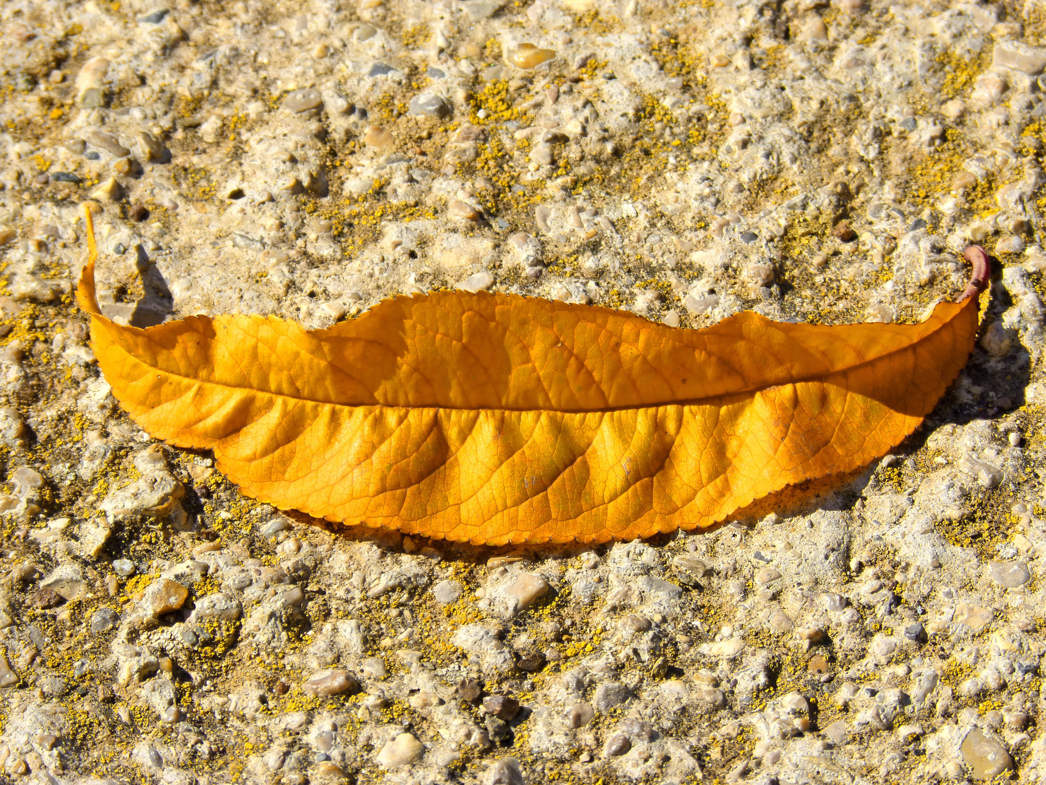 smile, dry, symbol, solid, sunlight, no people, rock - object, natural condition, falling, high angle view, autumn, textured, land, rock, leaves, yellow, HD Wallpaper