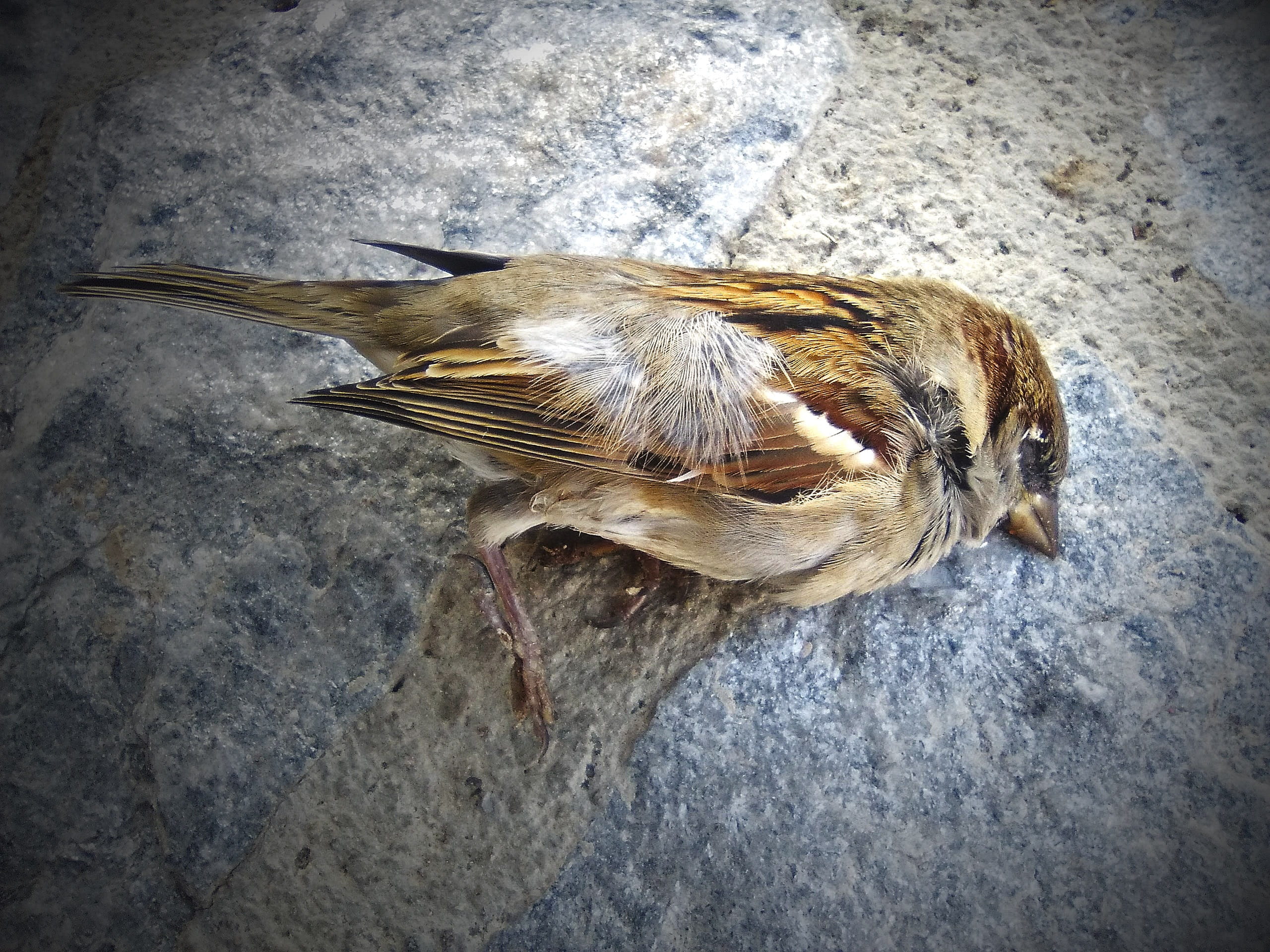 young animal, solid, animals in the wild, rock, Dead Bird, no people, animal, animal themes, outdoors, Sparrow, one animal, 2K, day, Metaphor, nature, HD Wallpaper