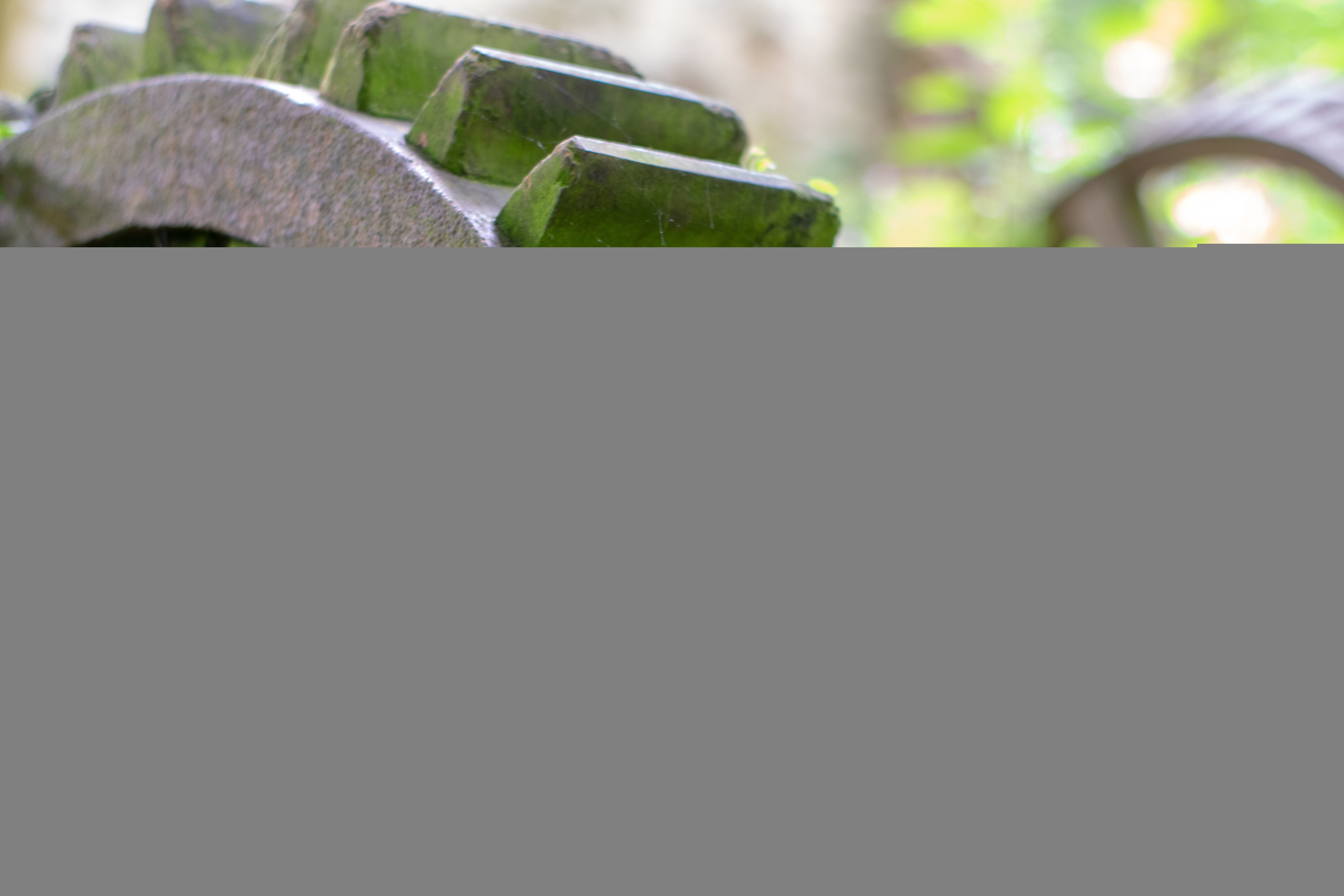 no people, ivy, copy space, built structure, gray, nature, plant part, old derelict mill, selective focus, rusty, solid, 5K, outdoors, paper, focus on foreground, HD Wallpaper