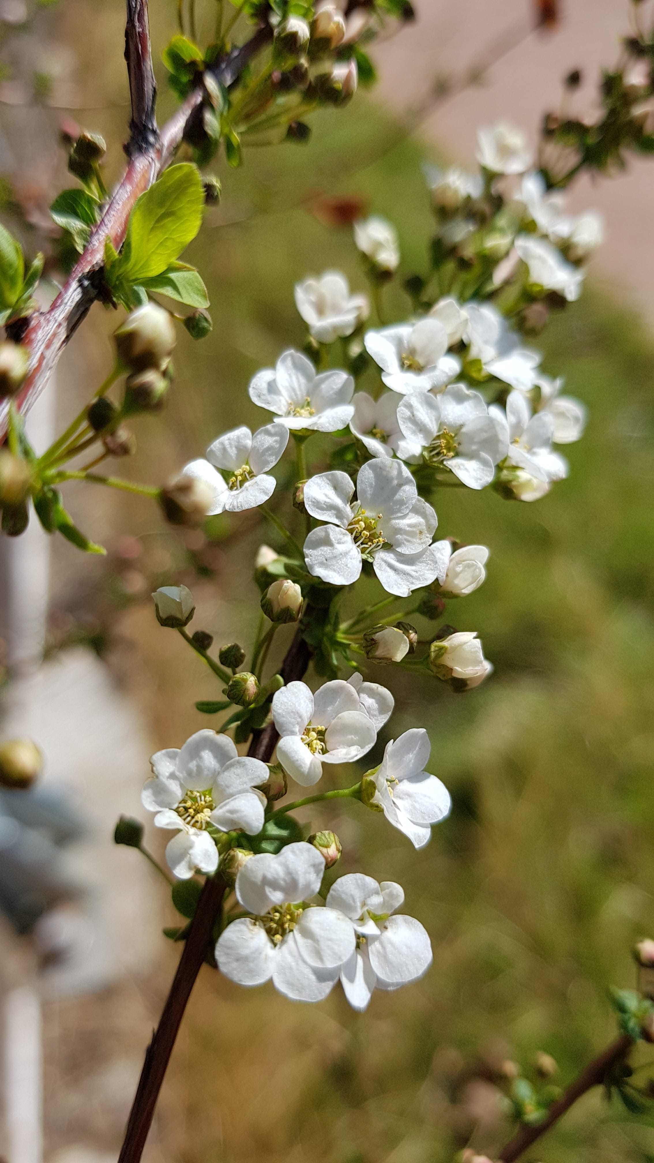 close-up, spring, fragility, blossom, 4K, outdoors, no people, flowering plant, flower, flower head, plant, white flowers, day, beauty in nature, cherry tree, Phone HD Wallpaper