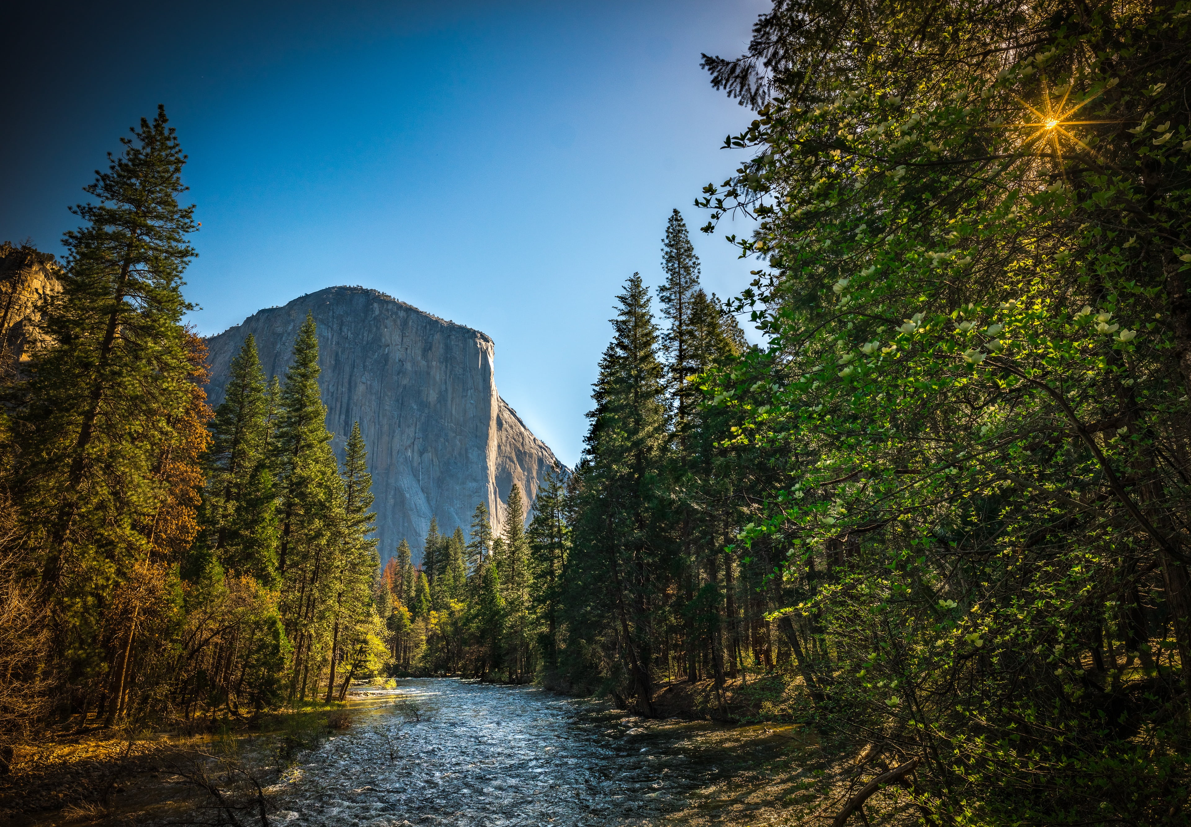 granite, outdoors, day, tree, usa, green color, travel, no people, 4K, near, daytime, valley, coniferous tree, idyllic, el capitan, leafed, yosemite, sky, HD Wallpaper