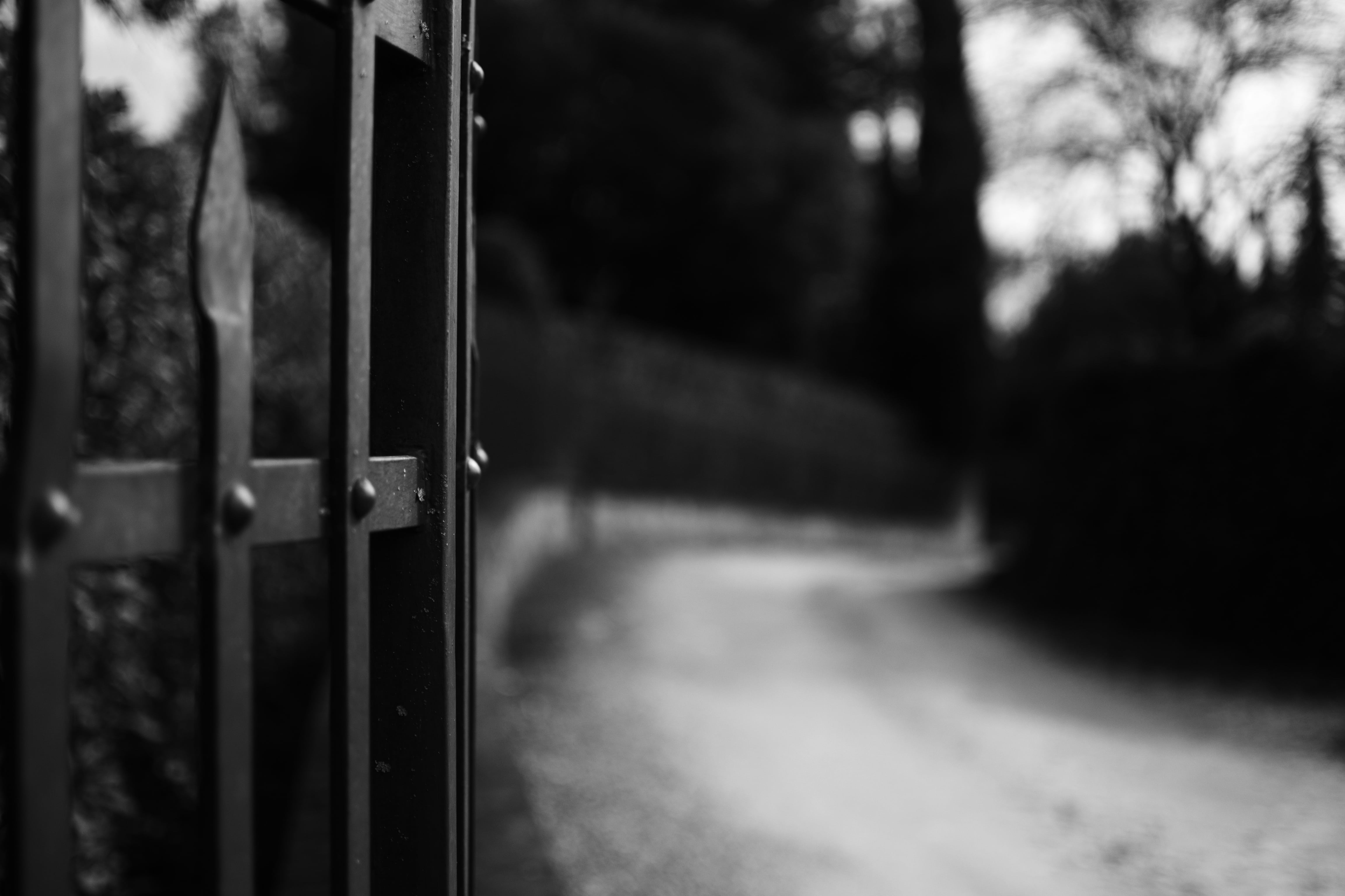 selective focus, absence, protection, reflection, tree, gate, metal, road, nature, outdoors, wood - material, photography, campaign, no people, close-up, HD Wallpaper
