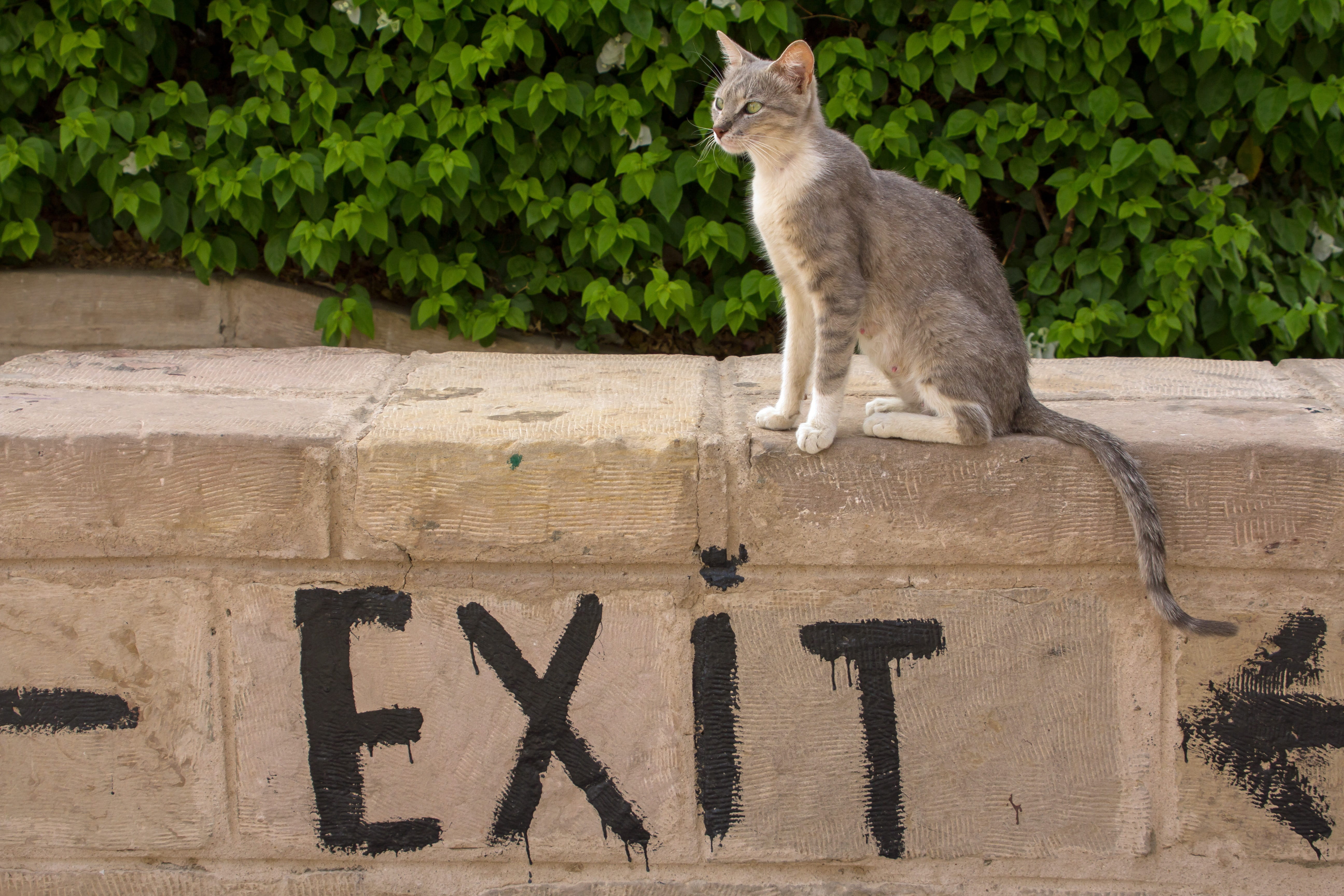 5K, sitting, wall, western script, cat, domestic cat, mammal, animal themes, one animal, no people, output, feline, pets, day, text, domestic animals, HD Wallpaper