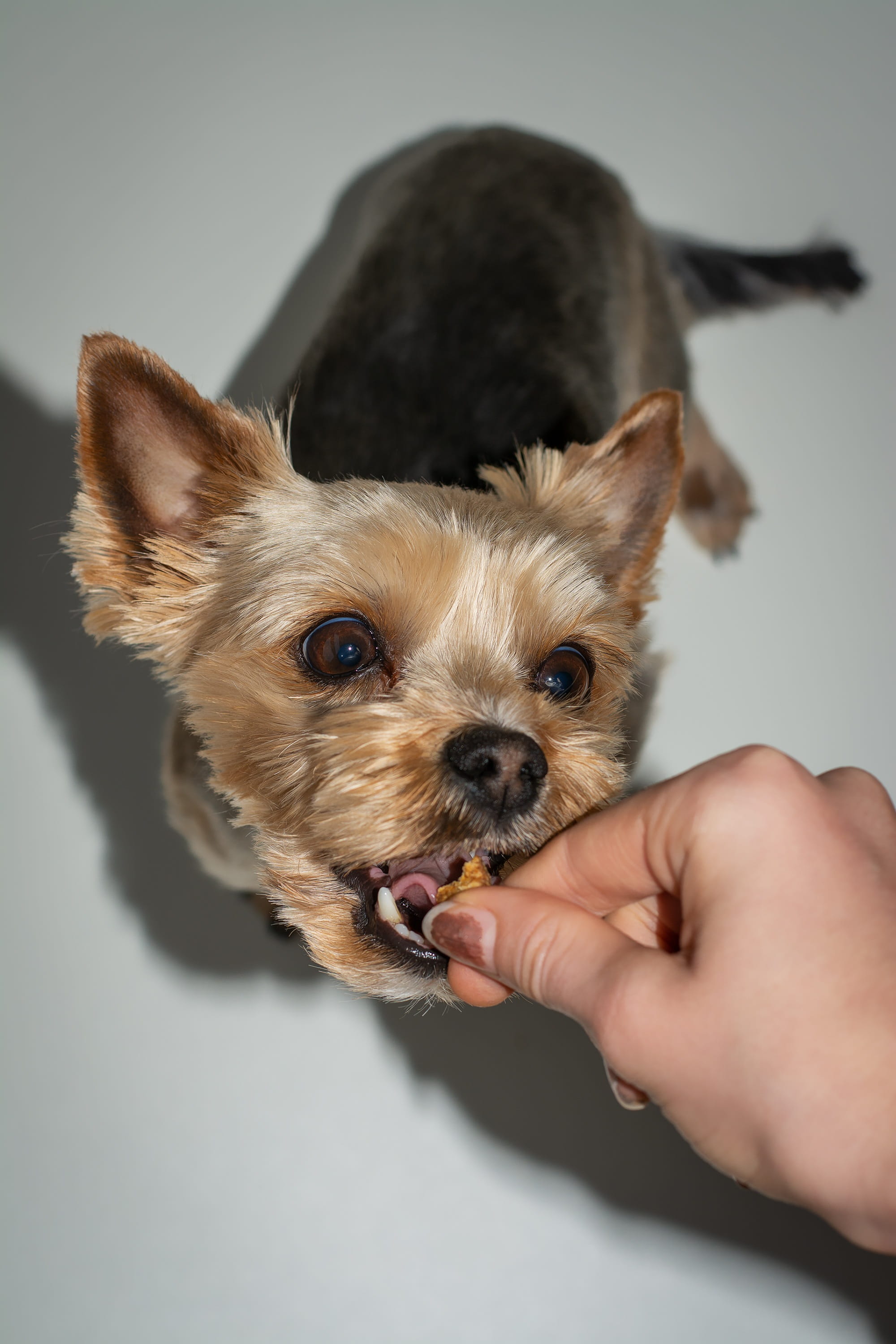 pets, holding, indoors, training, vertebrate, treats, reward, 2K, canine, pet owner, hand, finger, mammal, pet, lap dog, human hand, feed, sweet, small, Phone HD Wallpaper