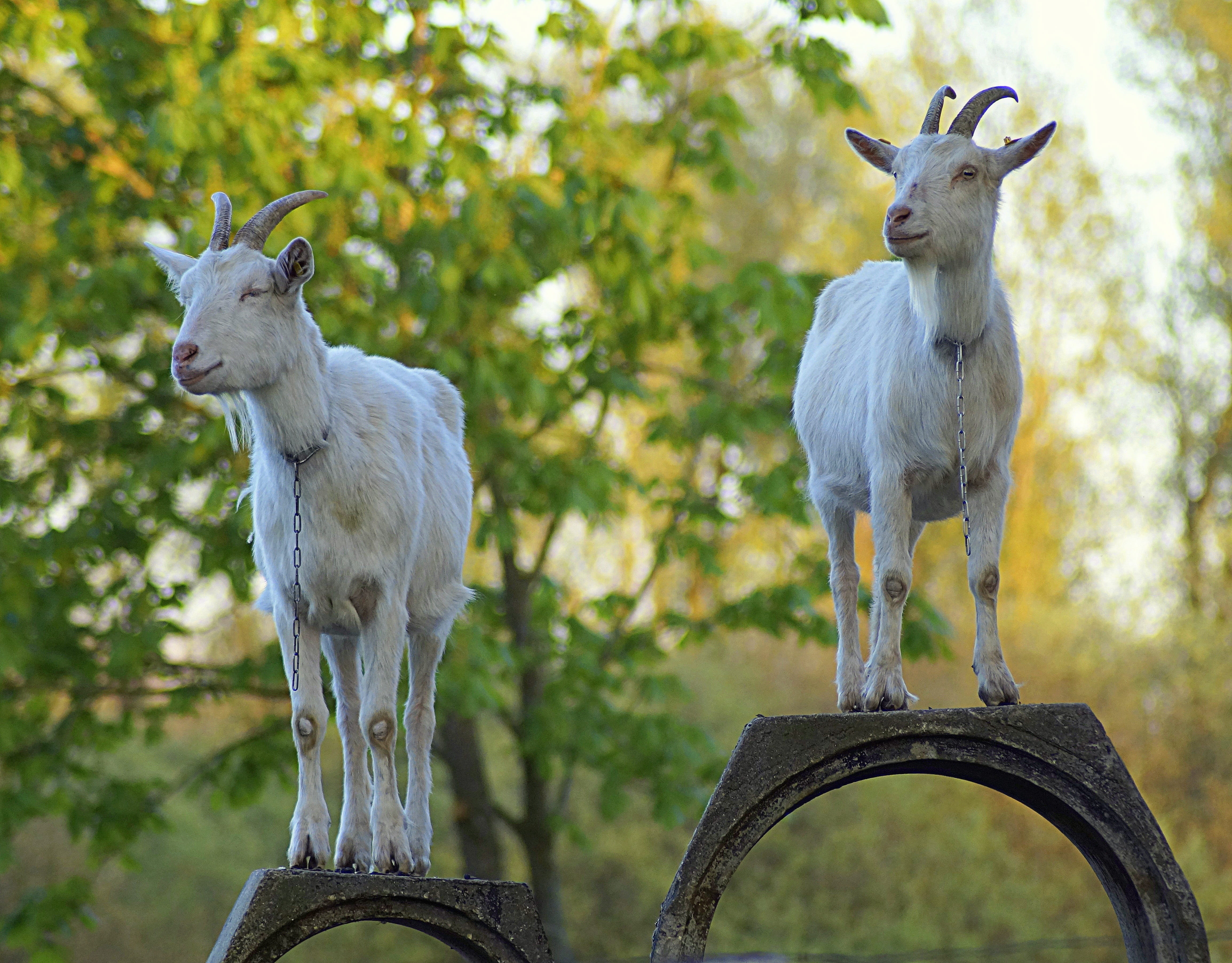 land, silver medal, pets, tree, vertebrate, animal wildlife, domestic, competition, outdoors, nature, play, award ceremony, focus on foreground, team, herbivorous, HD Wallpaper