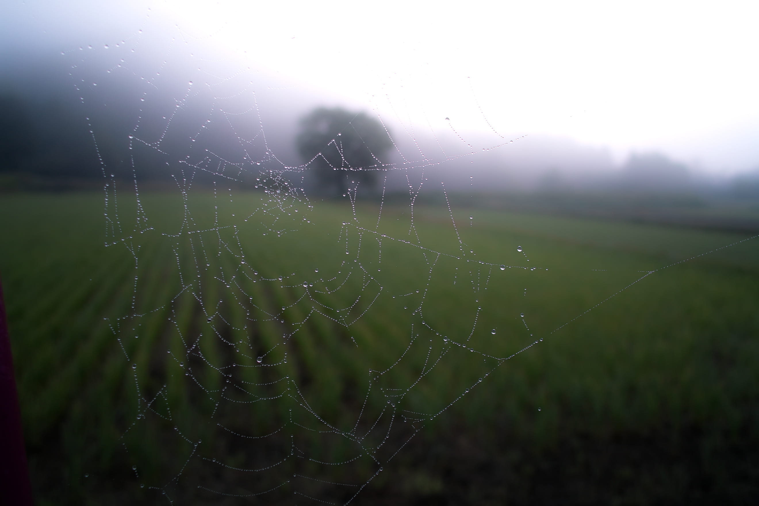 close-up, outdoors, web, rain, landscape, day, tranquility, spider web, plant, vulnerability, environment, animal backgrounds, nature, beauty in nature, HD Wallpaper
