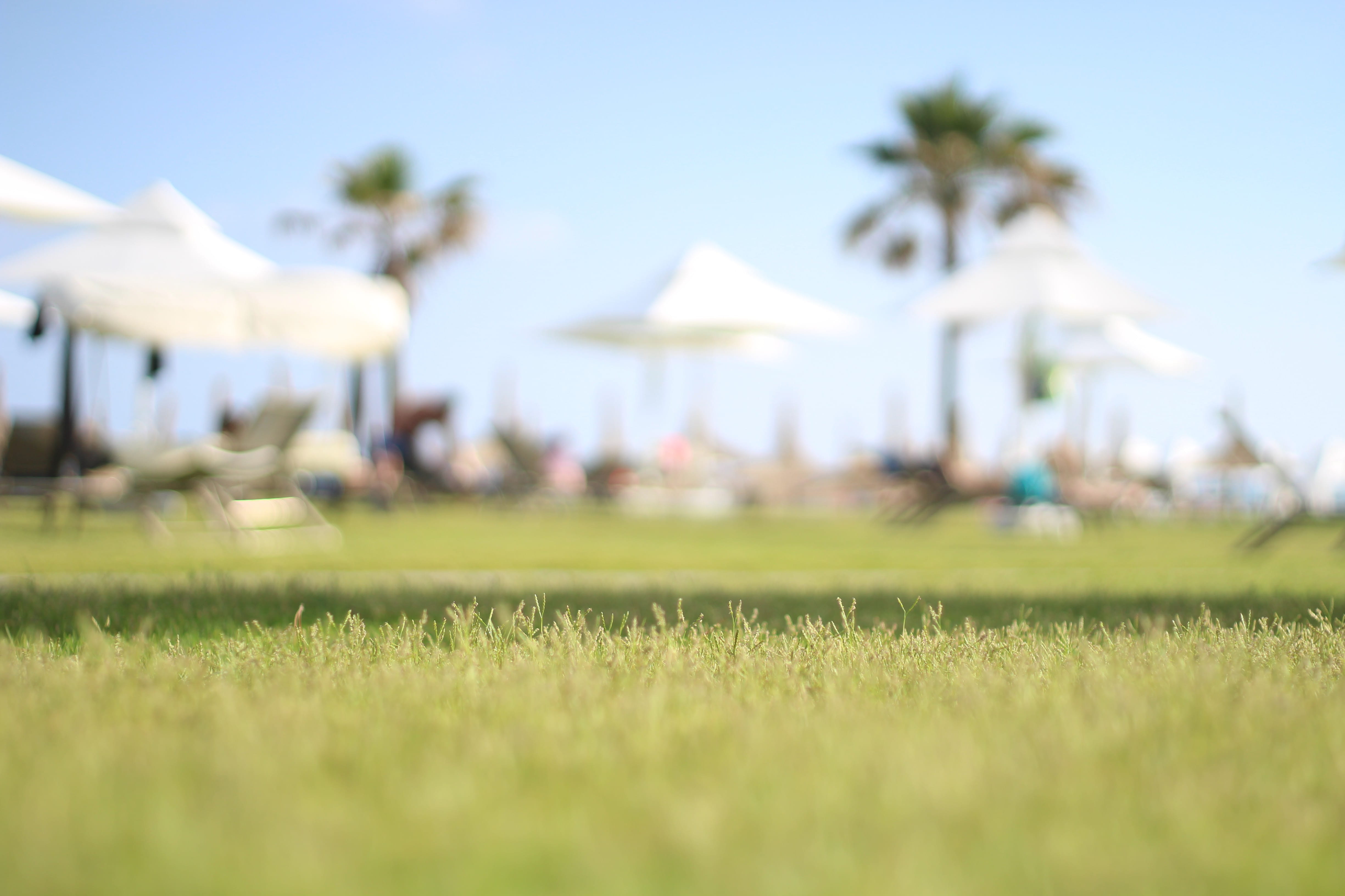 summer, sunlight, bed, environment, green, outdoors, sky, built structure, parasols, shallow, building exterior, ed, 4K, clear sky, focus on foreground, HD Wallpaper