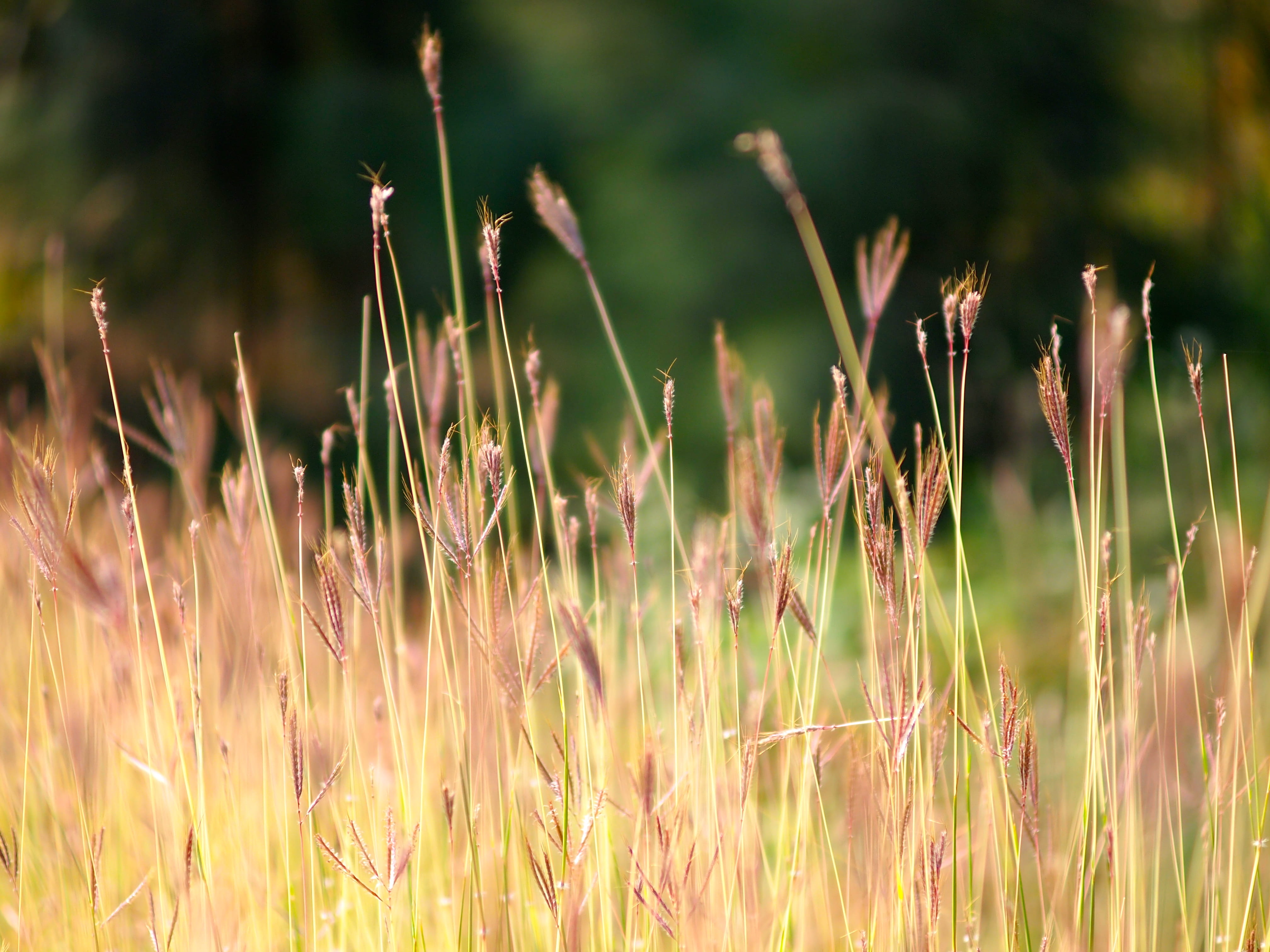 meadow, brown, tranquility, sunlight, close-up, agriculture, grass, focus on foreground, growth, crop, beauty In Nature, landscape, 4K, red, rural Scene, HD Wallpaper