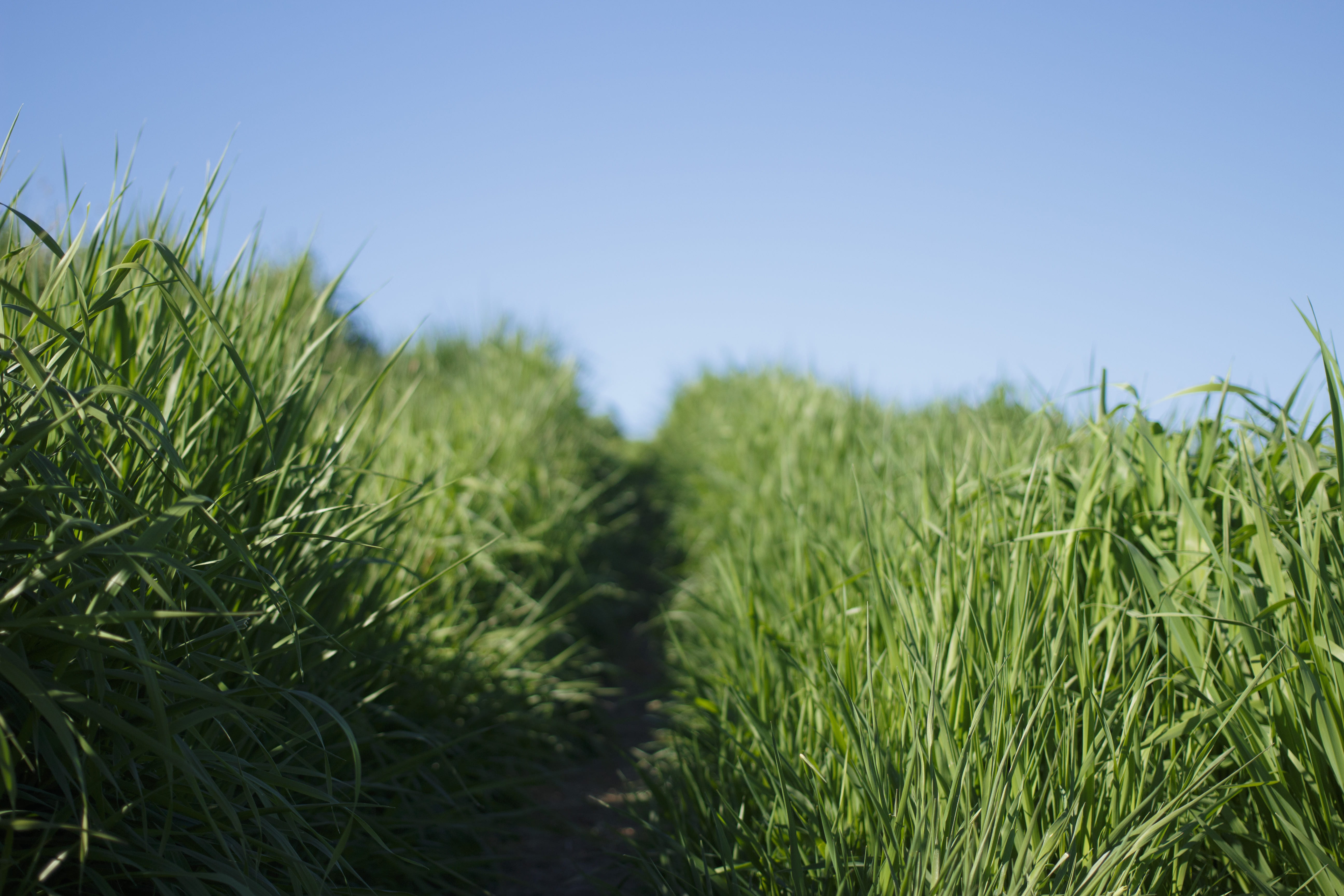 agriculture, beauty in nature, outdoors, nature, path, sky, growth, shallow, 5K, plant, land, green, cereal plant, environment, exploring, road, trail, HD Wallpaper