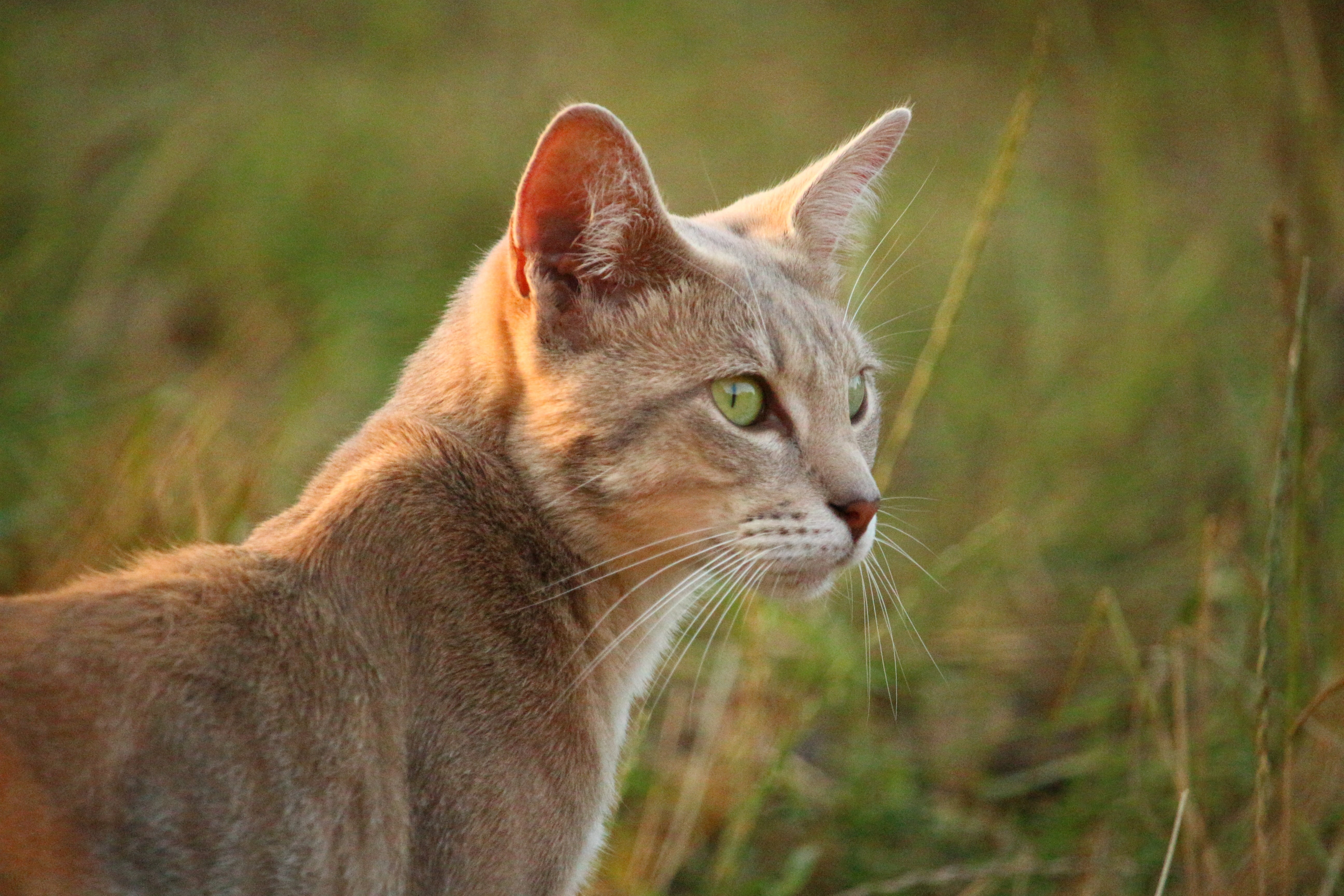 domestic animals, cat, kitten, animal, day, cute, animal body part, nature, animal themes, close-up, 5K, mieze, summer, photography, outdoors, pets, field, HD Wallpaper