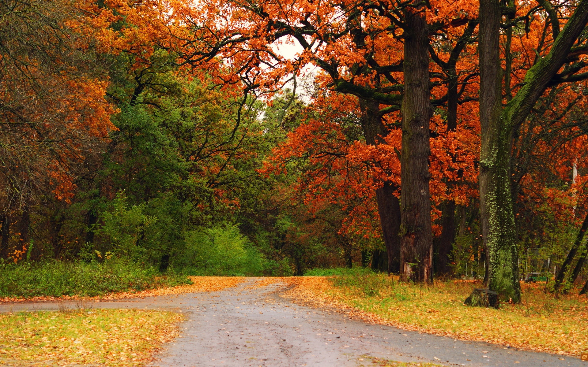 season, autumn collection, vibrant Color, tranquil Scene, single Lane Road, day, tree, october, colors, beauty In Nature, sunlight, track, transportation, HD Wallpaper