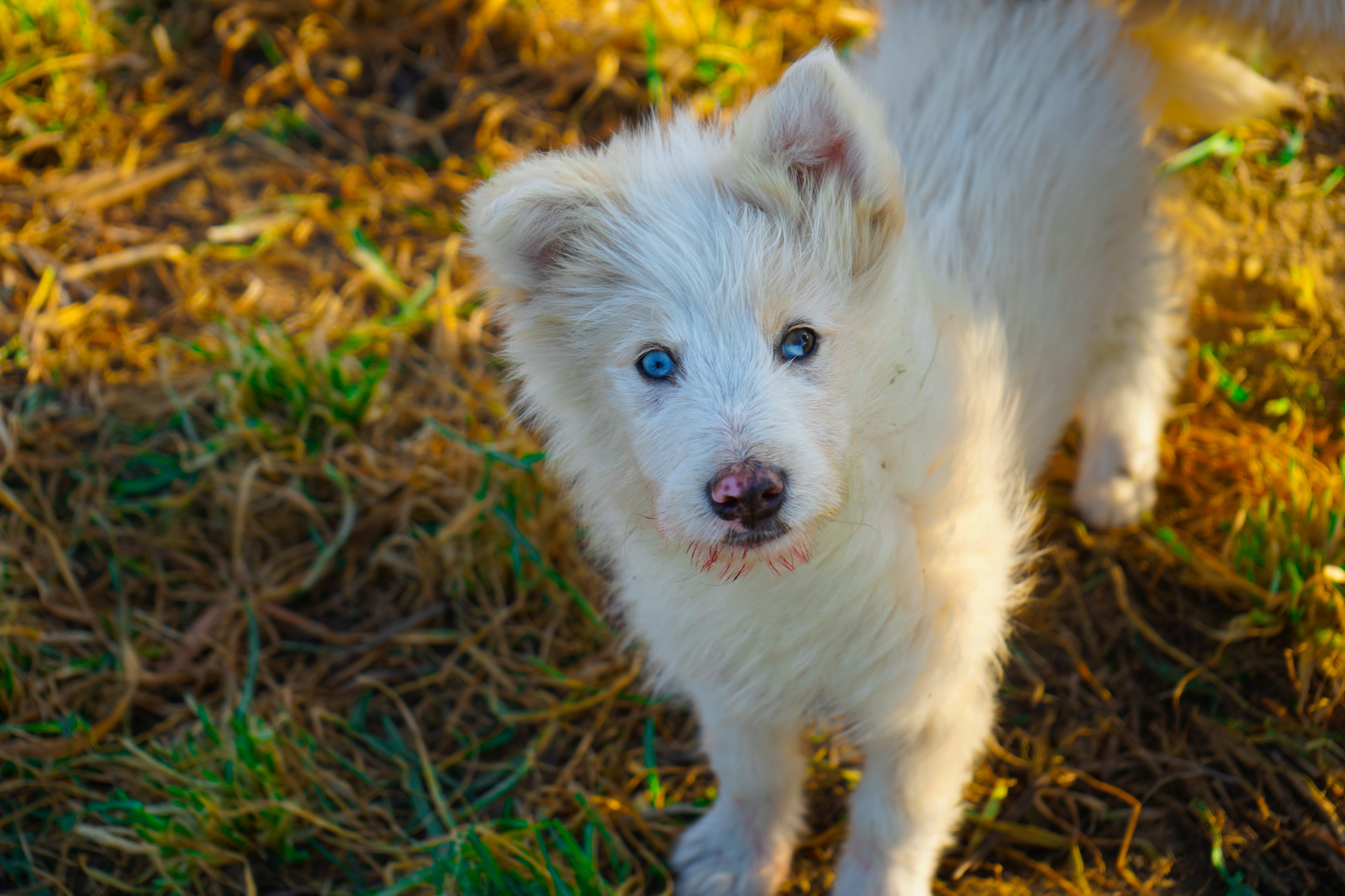 italian dog, one animal, dog, domestic animals, pets, portrait, mouth open, animal, standing, vertebrate, looking at camera, animal themes, canine, white color, HD Wallpaper