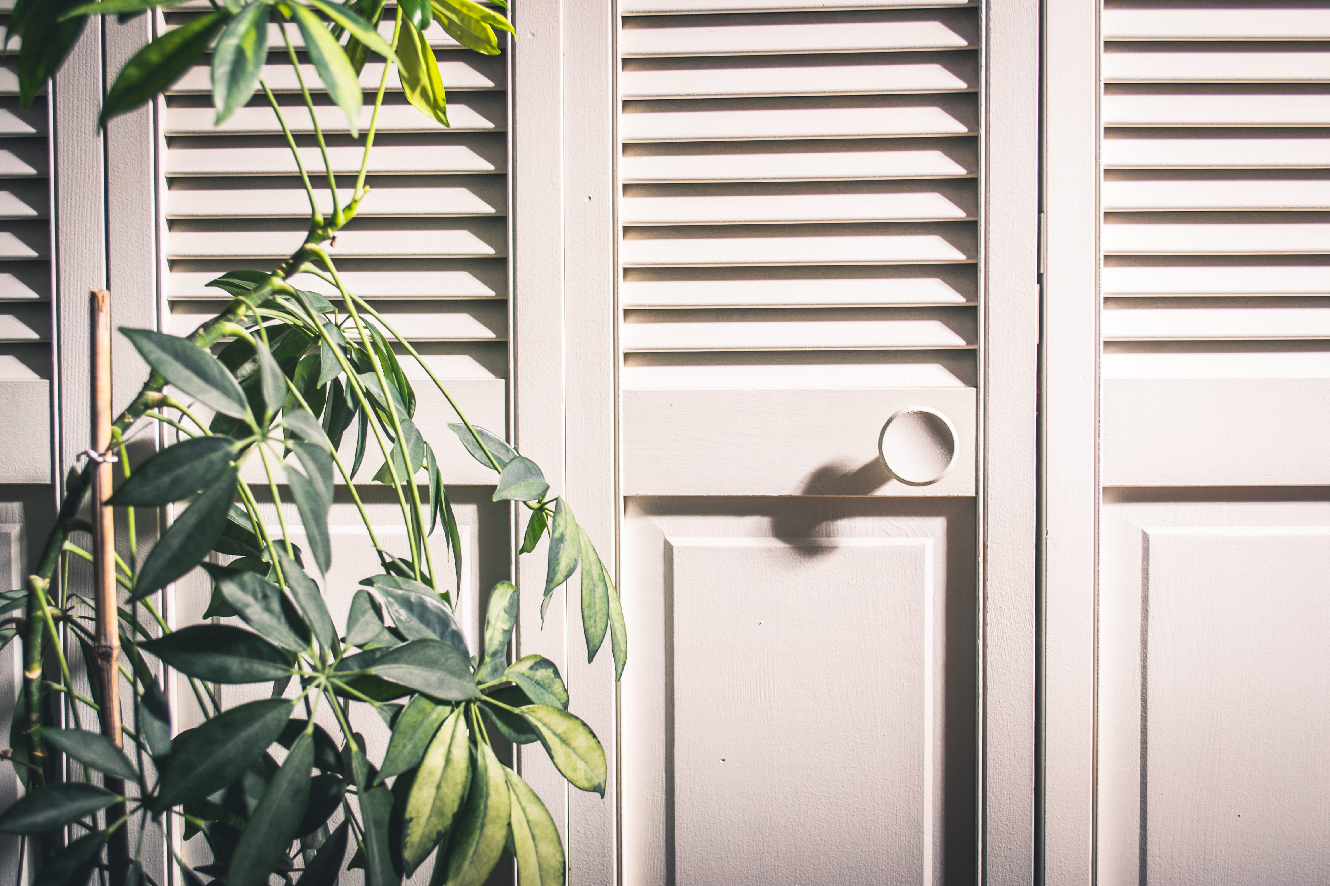entrance, growth, metal, wood, 4K, green, shadow, plant, nature, knob, contemporary, near, interior, white, photo, house, leaf, design, plant part, green color, HD Wallpaper