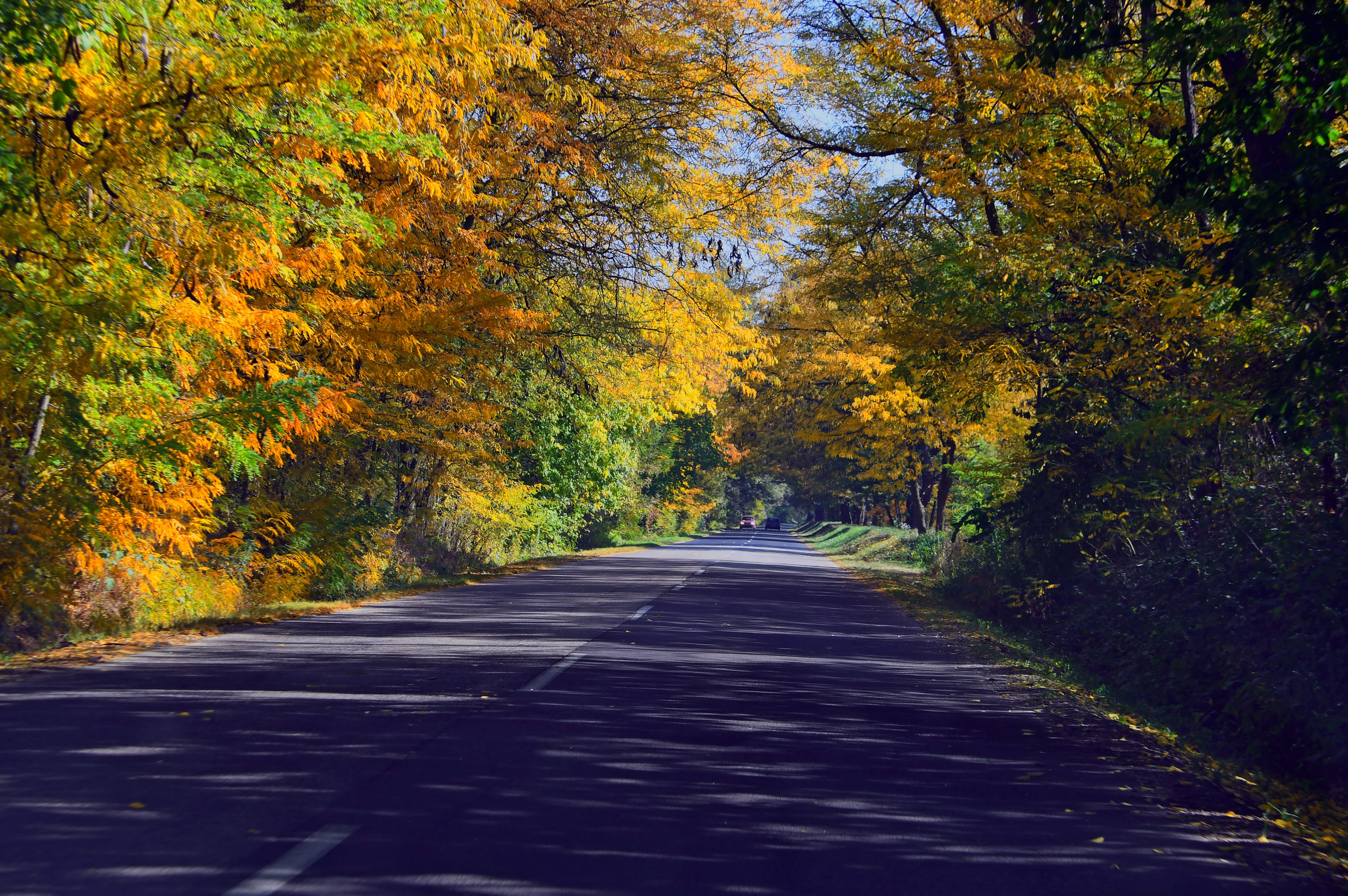 bar, road, green, change, trees, nature, plant, outdoors, color, symbol, cozy, long, autumn road, no people, plant part, scenics - nature, the way forward, HD Wallpaper