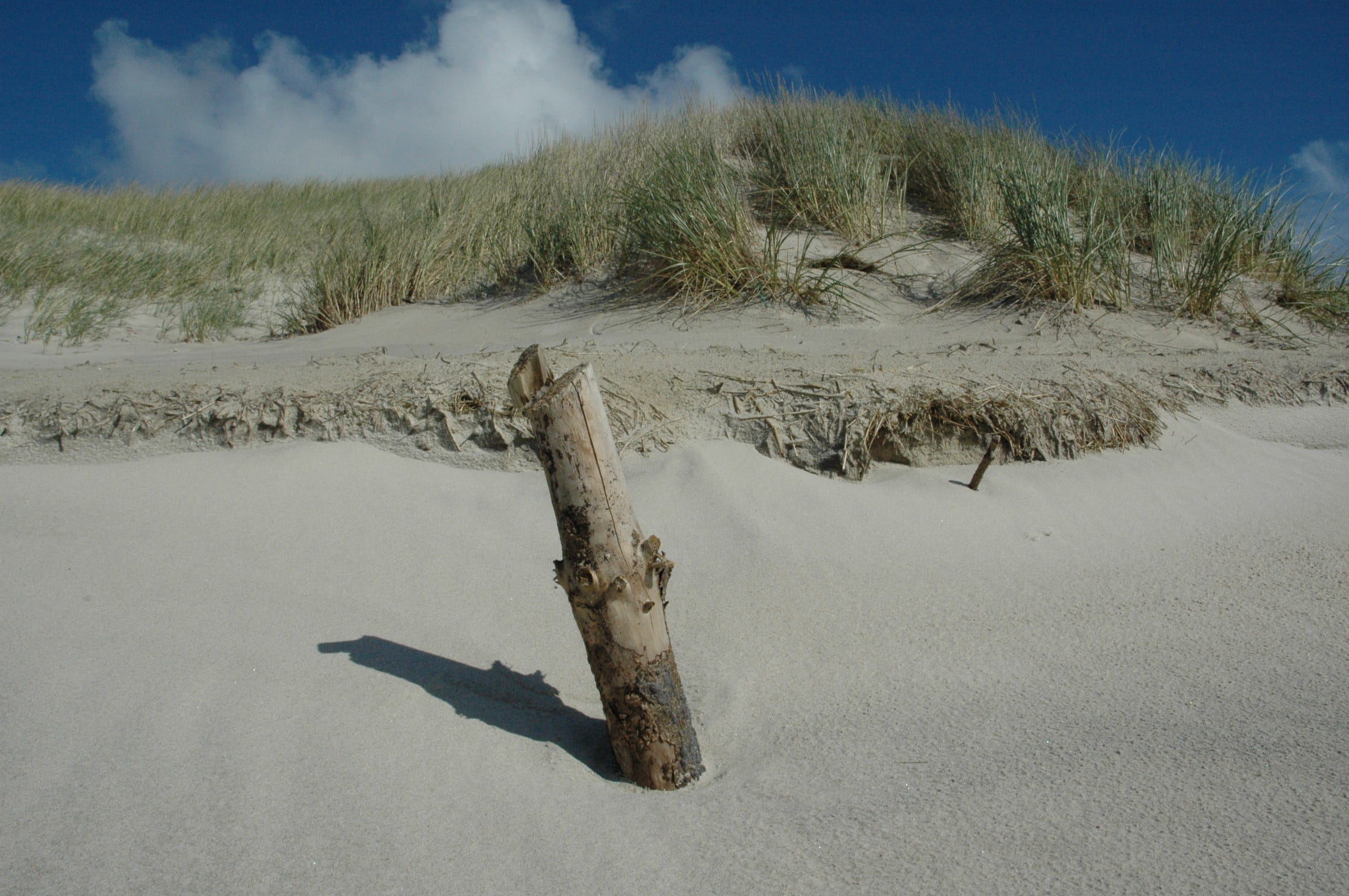 dead plant, silent, no people, beauty in nature, landscape, pile, post, day, 1080P, idyllic, coast, land, tree, beach, north sea, scenics - nature, nature, HD Wallpaper