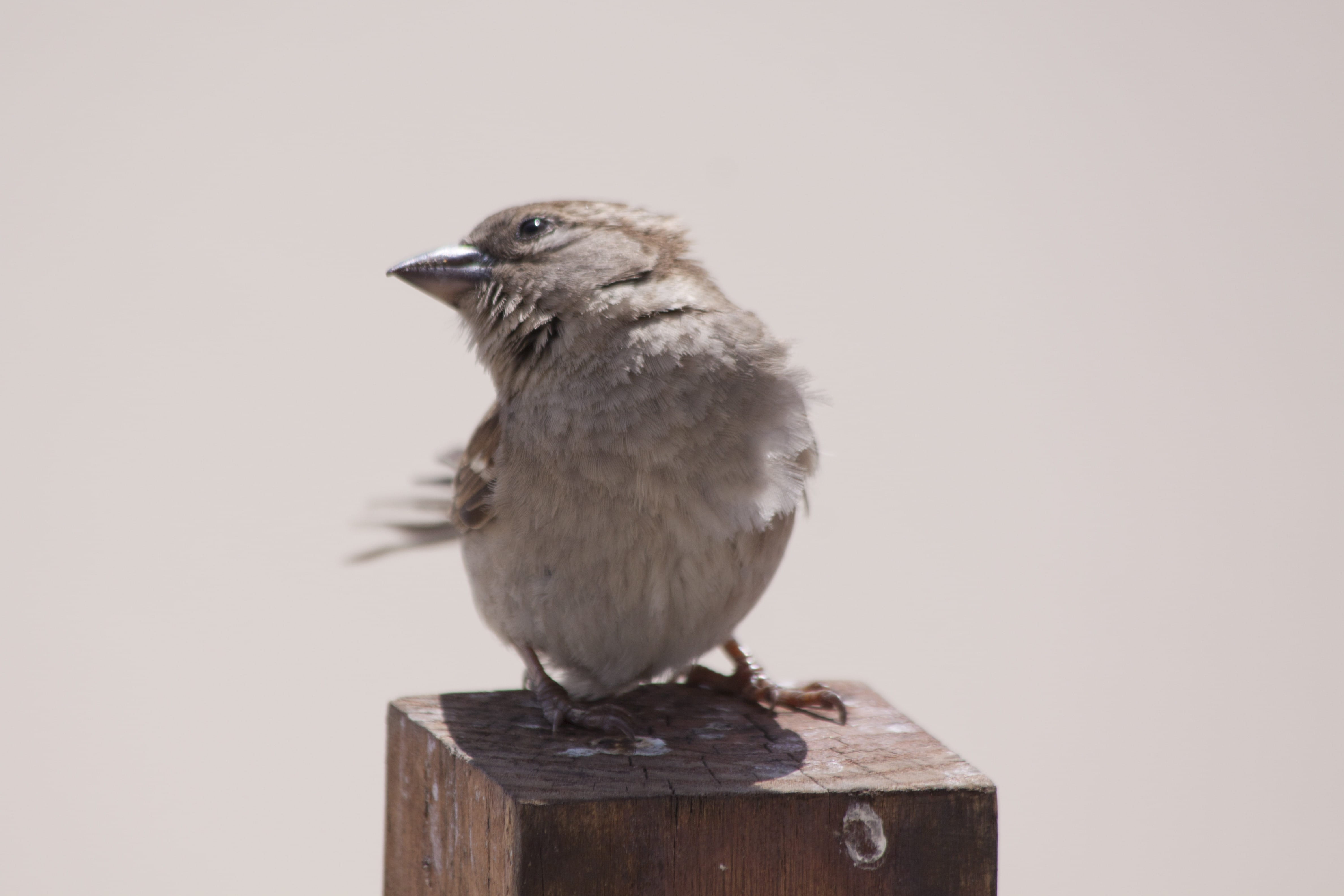 4K, animals in the wild, wood pile, close-up, one animal, pole, Cute, look up, close, perching, Nature, photo, pile of wood, vertebrate, looking away, HD Wallpaper