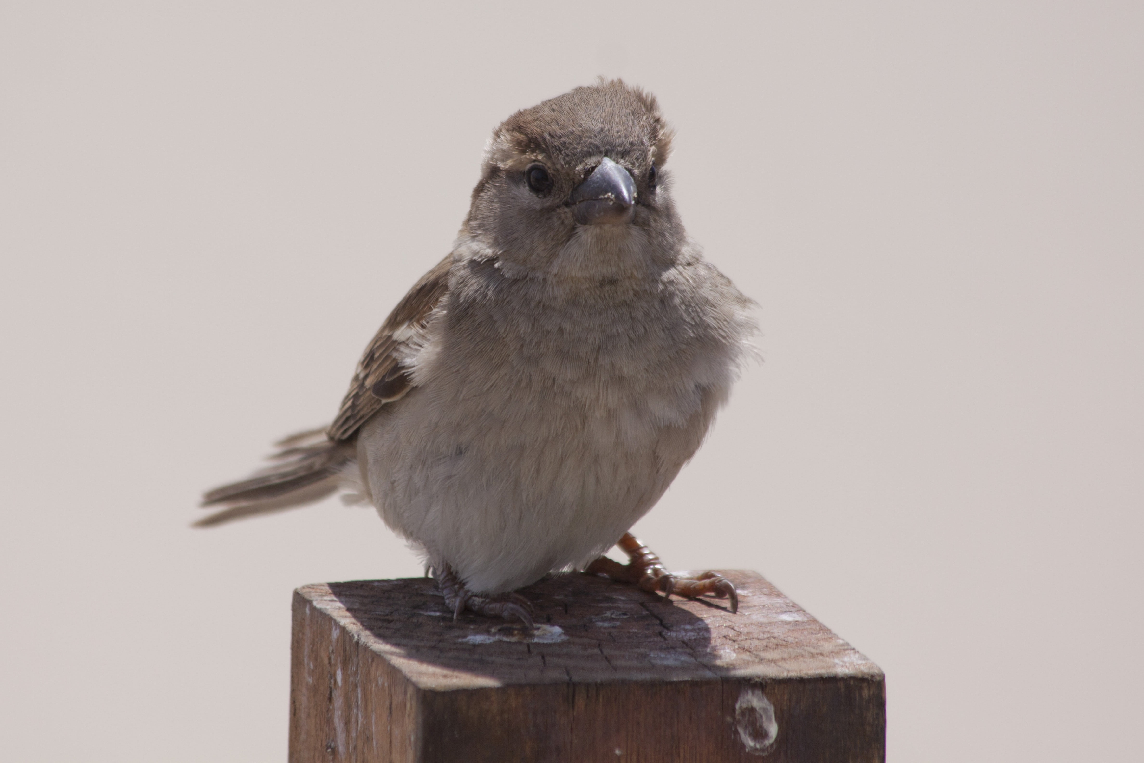 wood pile, close-up, 4K, sparrow, views direct, peg, full length, no people, nature, cute, day, studio shot, one animal, perching, profile view, animal wildlife, HD Wallpaper