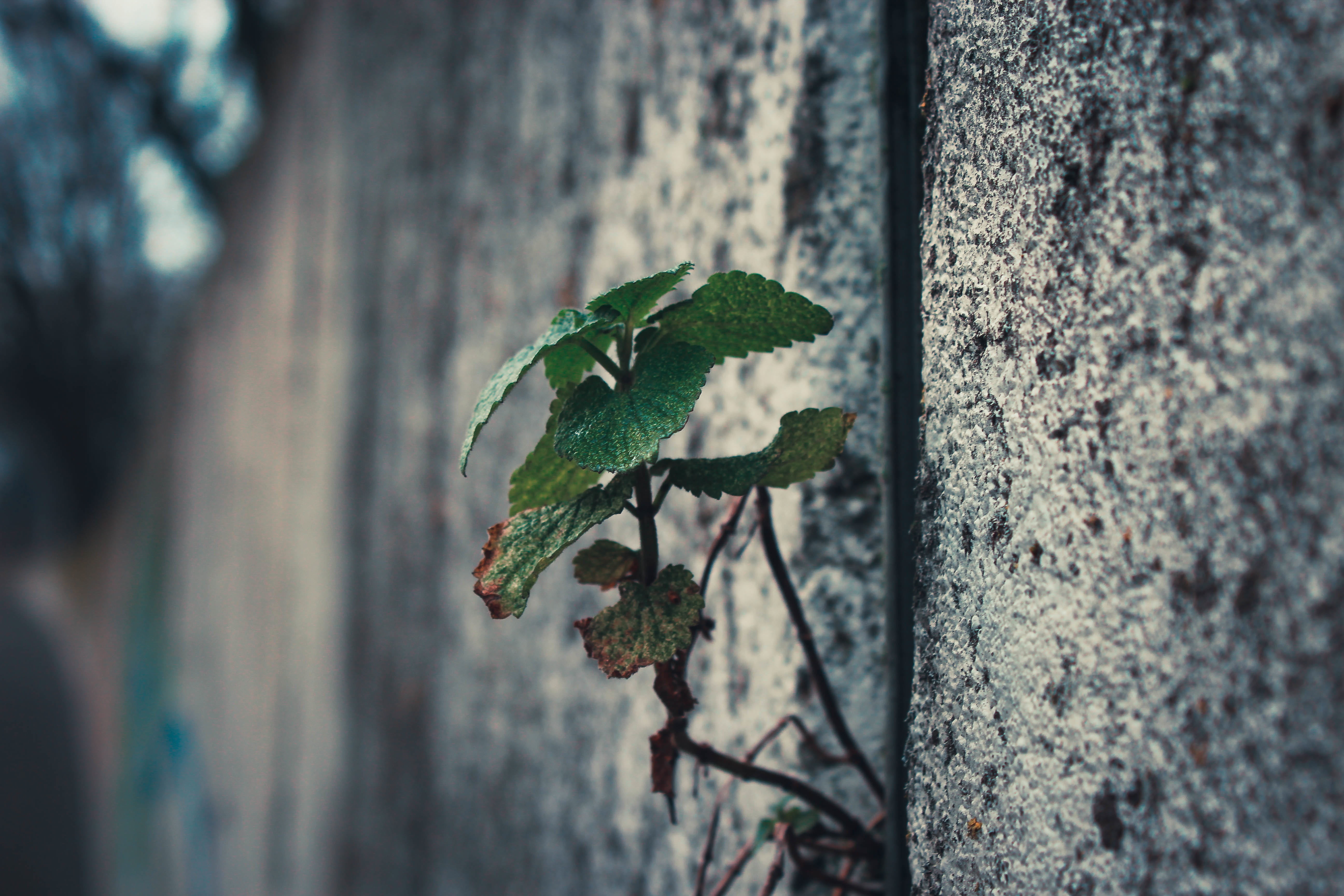 animals in the wild, 5K, day, outdoors, nature, green color, leafed, textured, focus on foreground, sticking, photo, growing, leaf, wall - building feature, HD Wallpaper