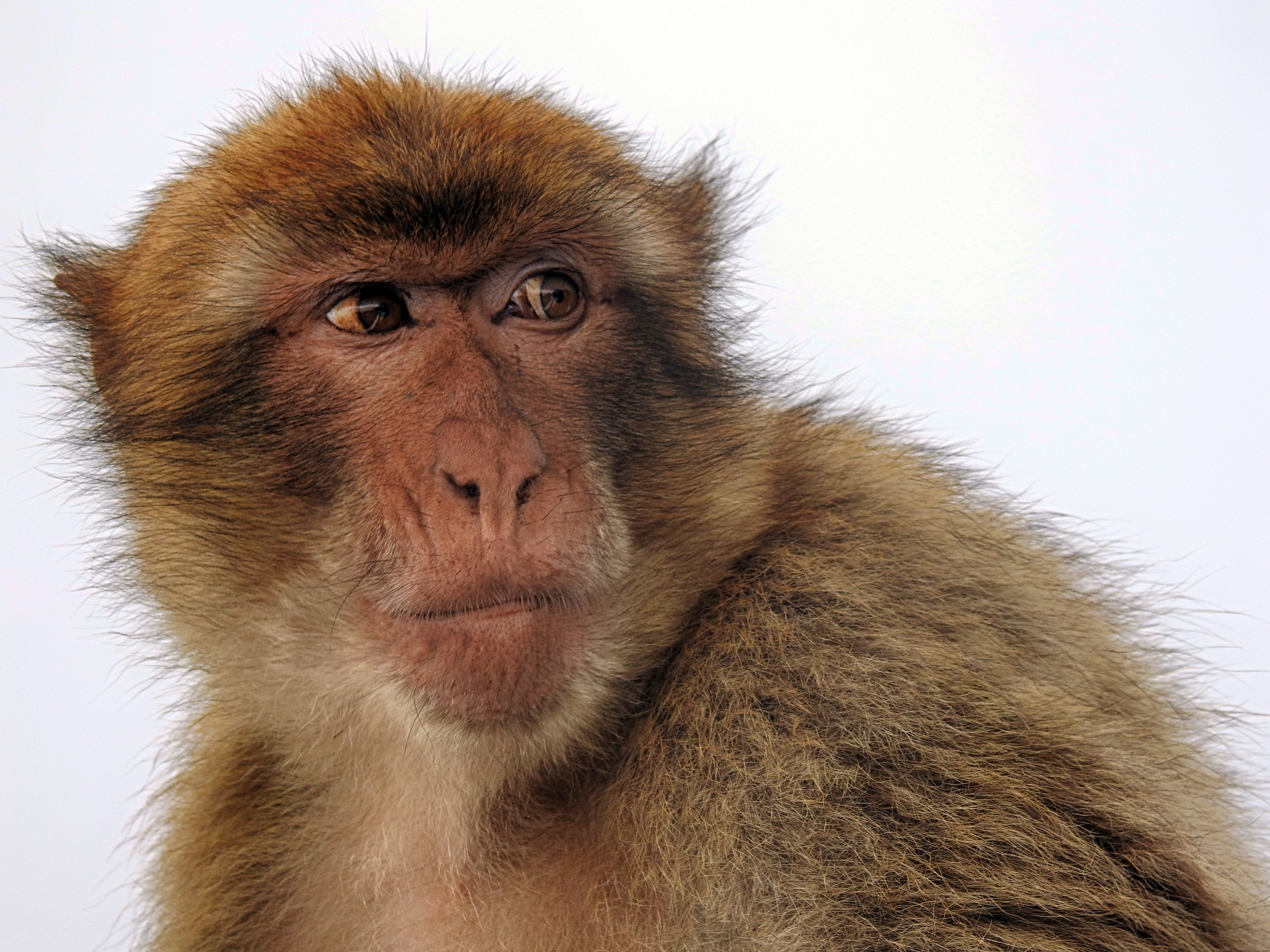 primate, Ape, one animal, animal wildlife, contemplation, vertebrate, mammal, portrait, photography, 4K, closeup, rock of gibraltar, close-up, animal body part, HD Wallpaper