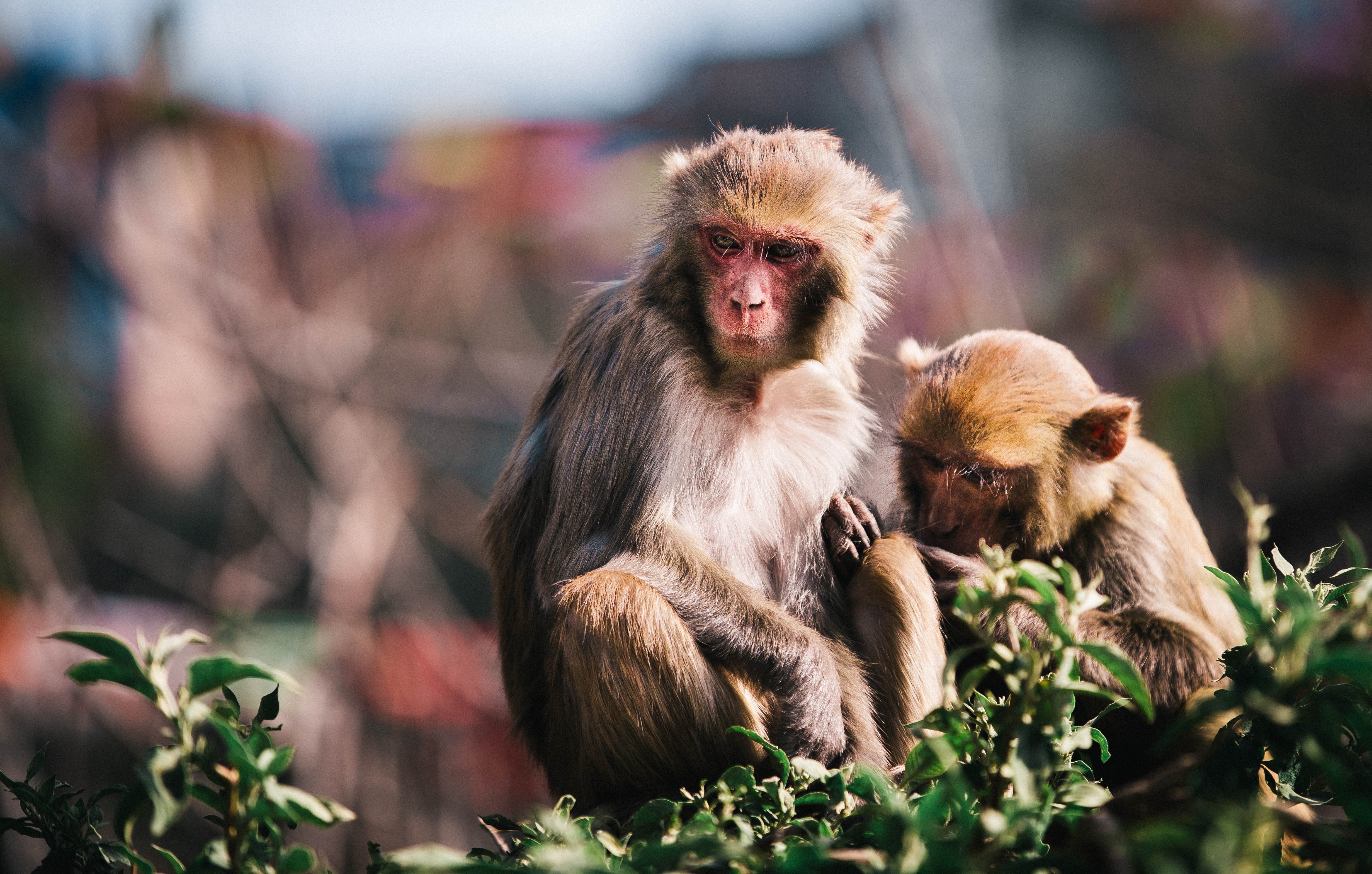 monkey, day, parents, branch, people, woods, green, selective focus, two animals, mammal, animal wildlife, siblings, vertebrate, wildlife, ape, animals in the wild, HD Wallpaper