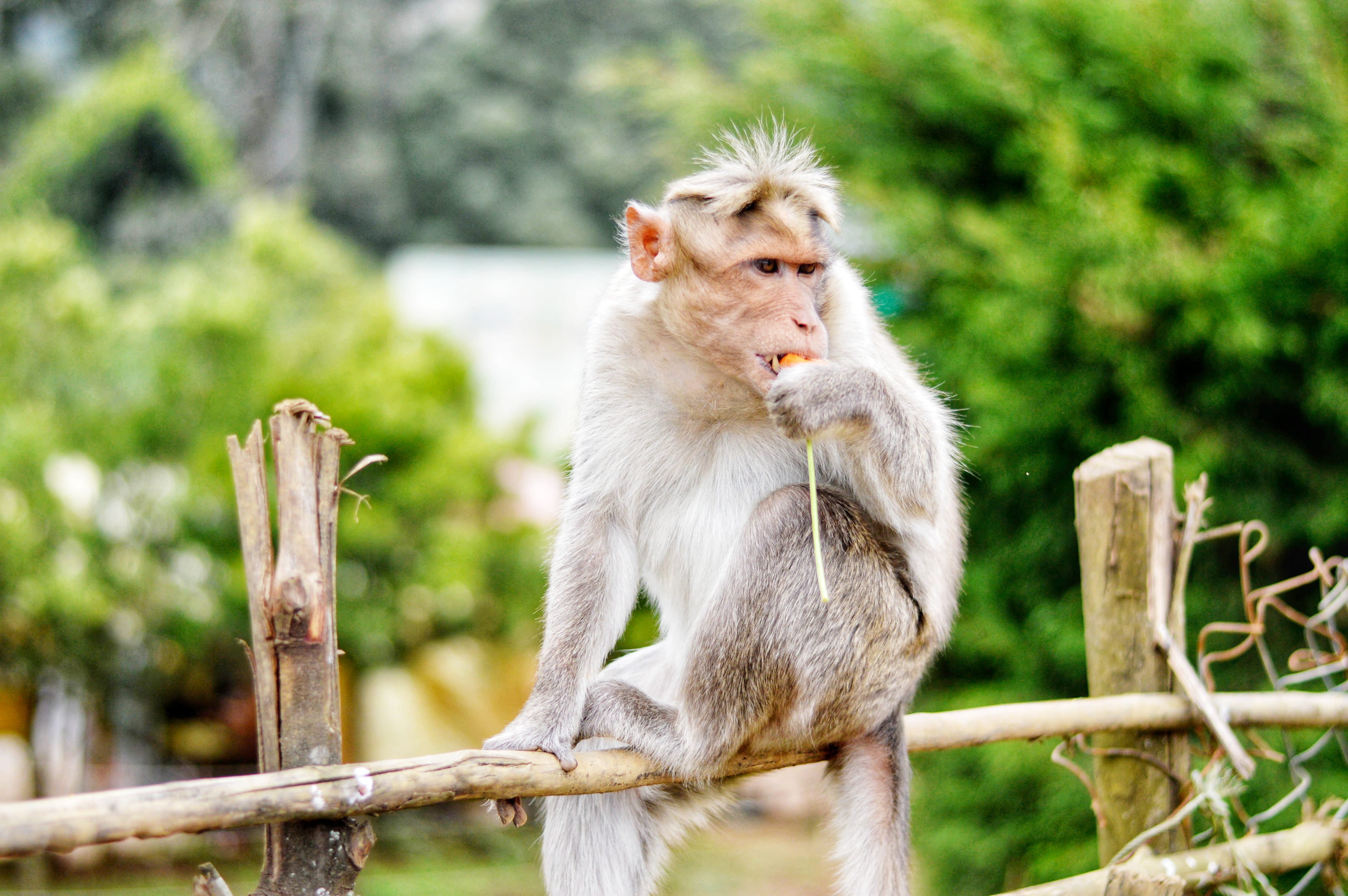 one animal, fence, looking away, animal, day, blur, animal photography, mammal, macaque, wildlife photography, wildlife, boundary, monkey, fur, cat, primate, HD Wallpaper