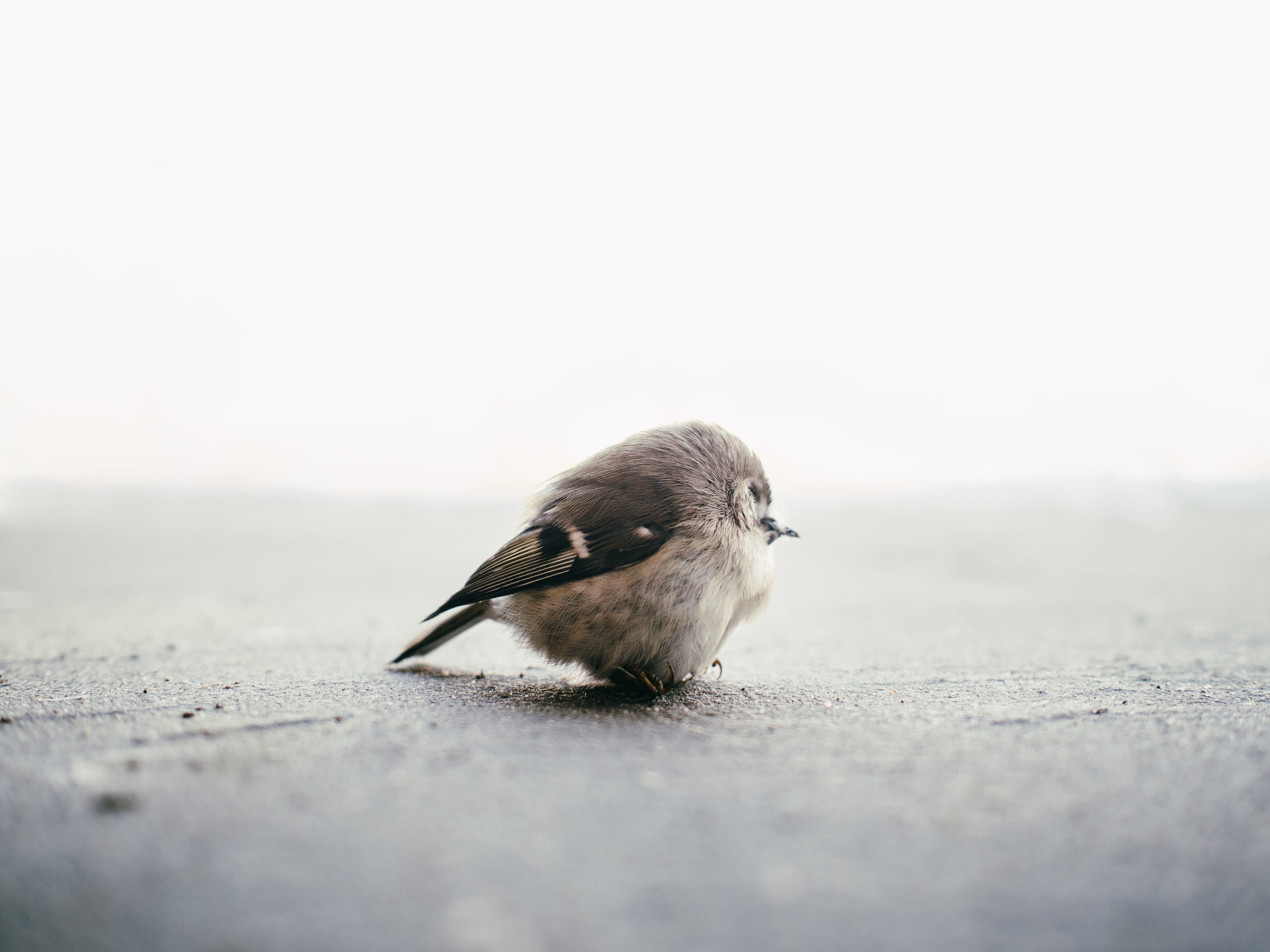 grey, close up, outdoors, day, sand, black bird, feather, one animal, close, gray, 4K, surface level, bird, white, full length, concrete, vertebrate, beak, HD Wallpaper