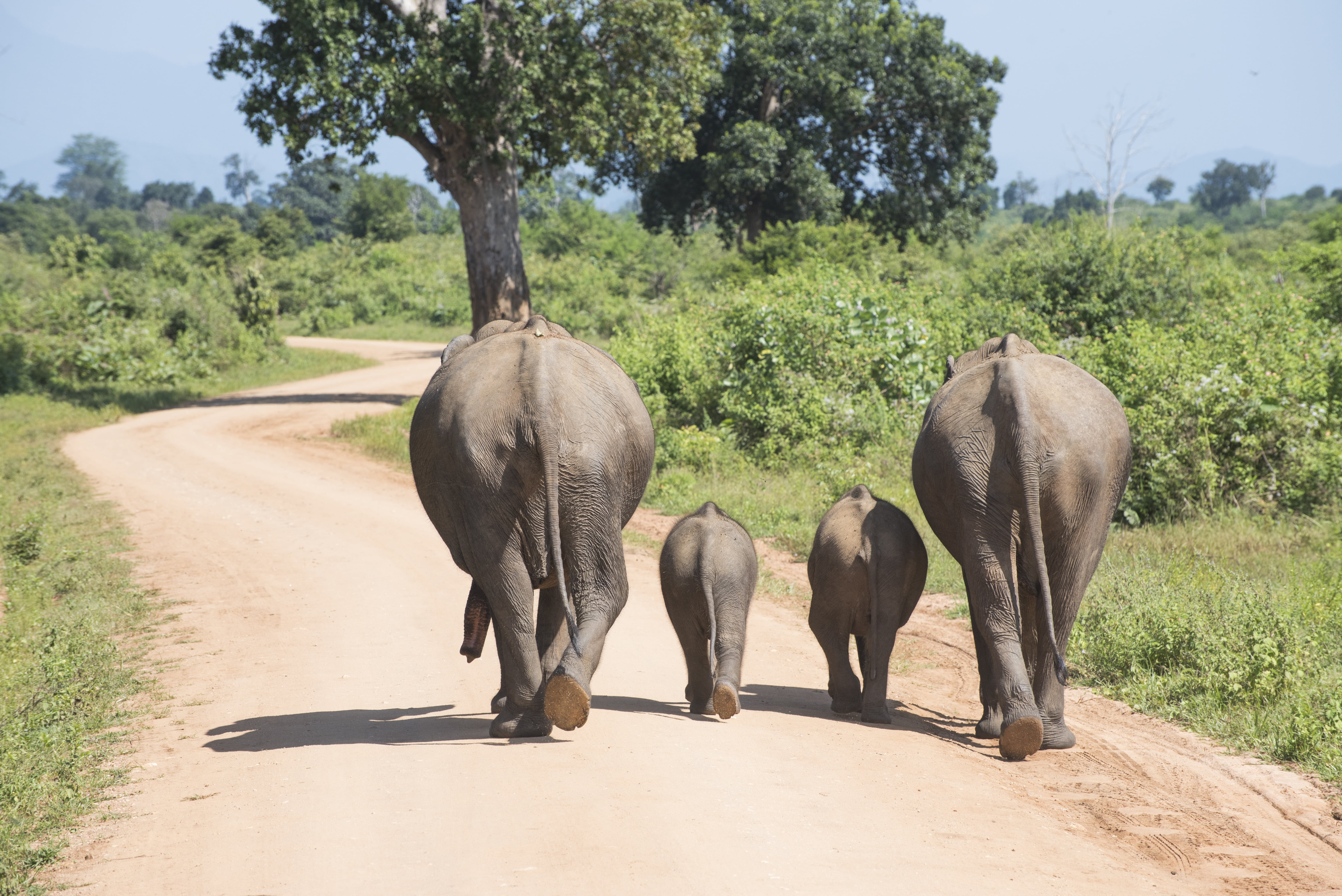 cute, animals in the wild, vertebrate, baby elephant, safari animals, herbivorous, walking, day, safari, african elephant, elephant, land, zoo, tree, animal family, HD Wallpaper