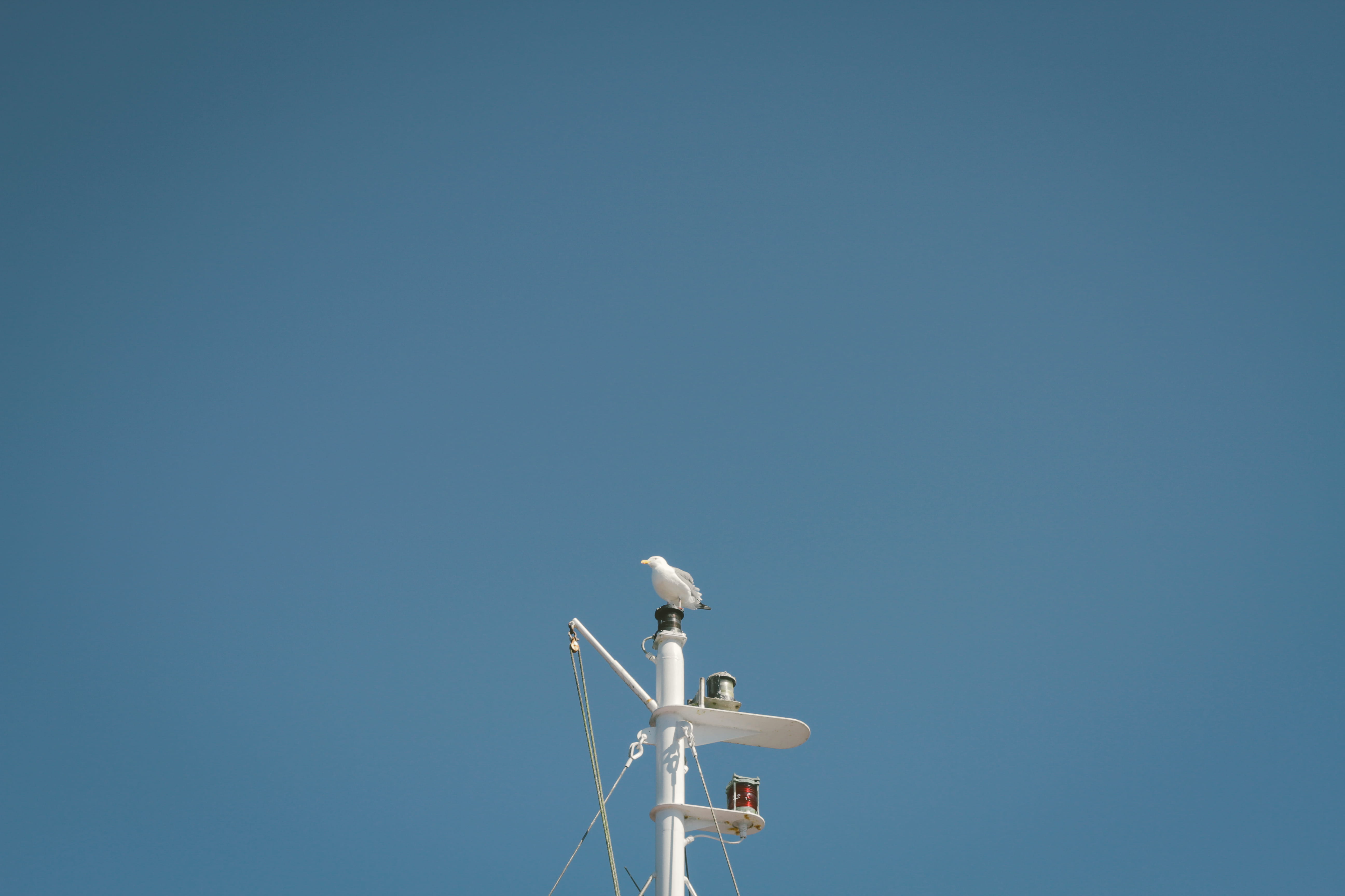 low angle view, bird, 5K, antenna - aerial, sky, environmental conservation, day, mast, white, blue, seagull, technology, outdoors, blue sky, sunlight, HD Wallpaper