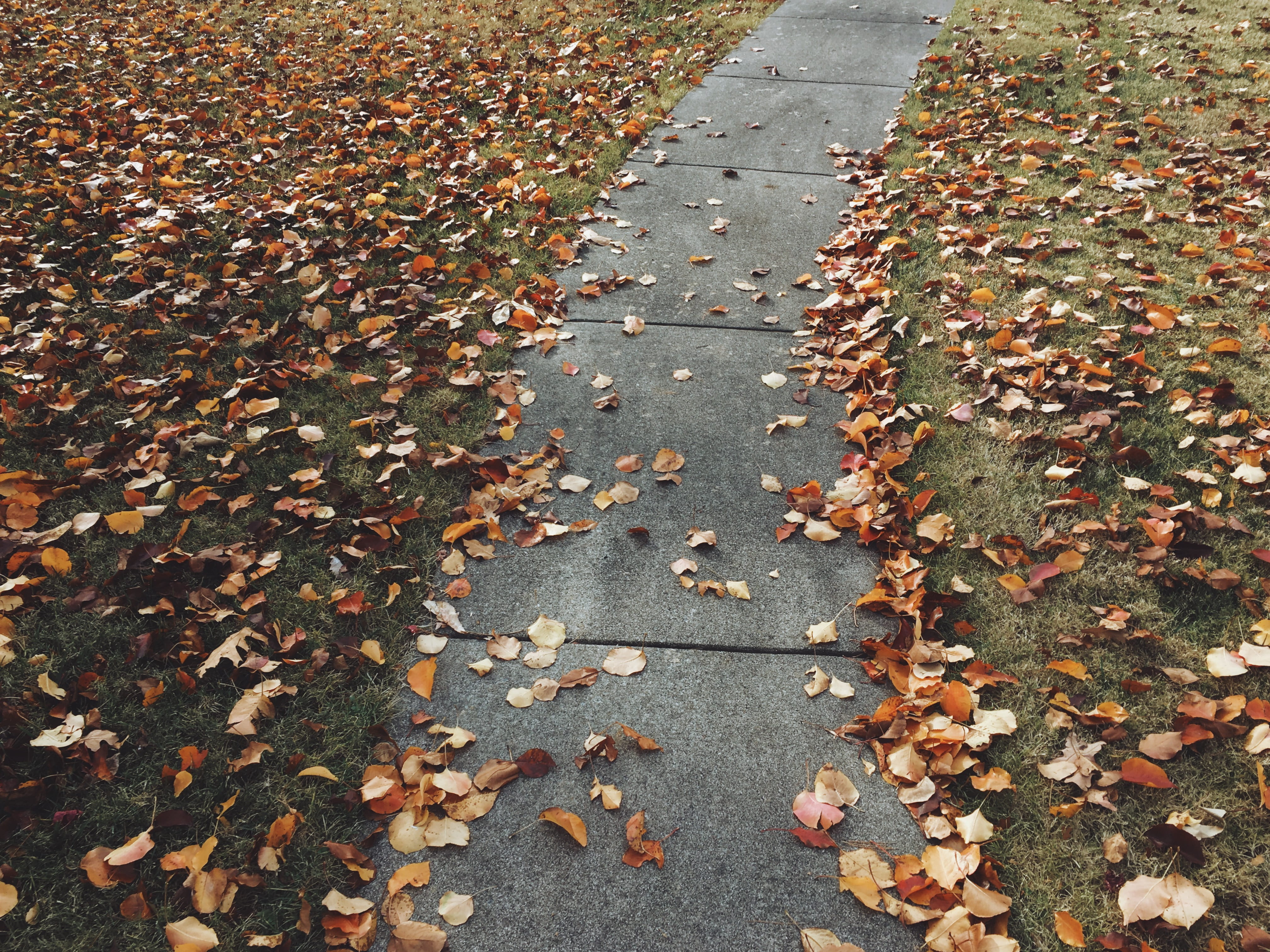 diminishing perspective, the way forward, trail, change, garden, street, leaves, autumnal, high angle view, orange color, 4K, beauty in nature, cloud, HD Wallpaper
