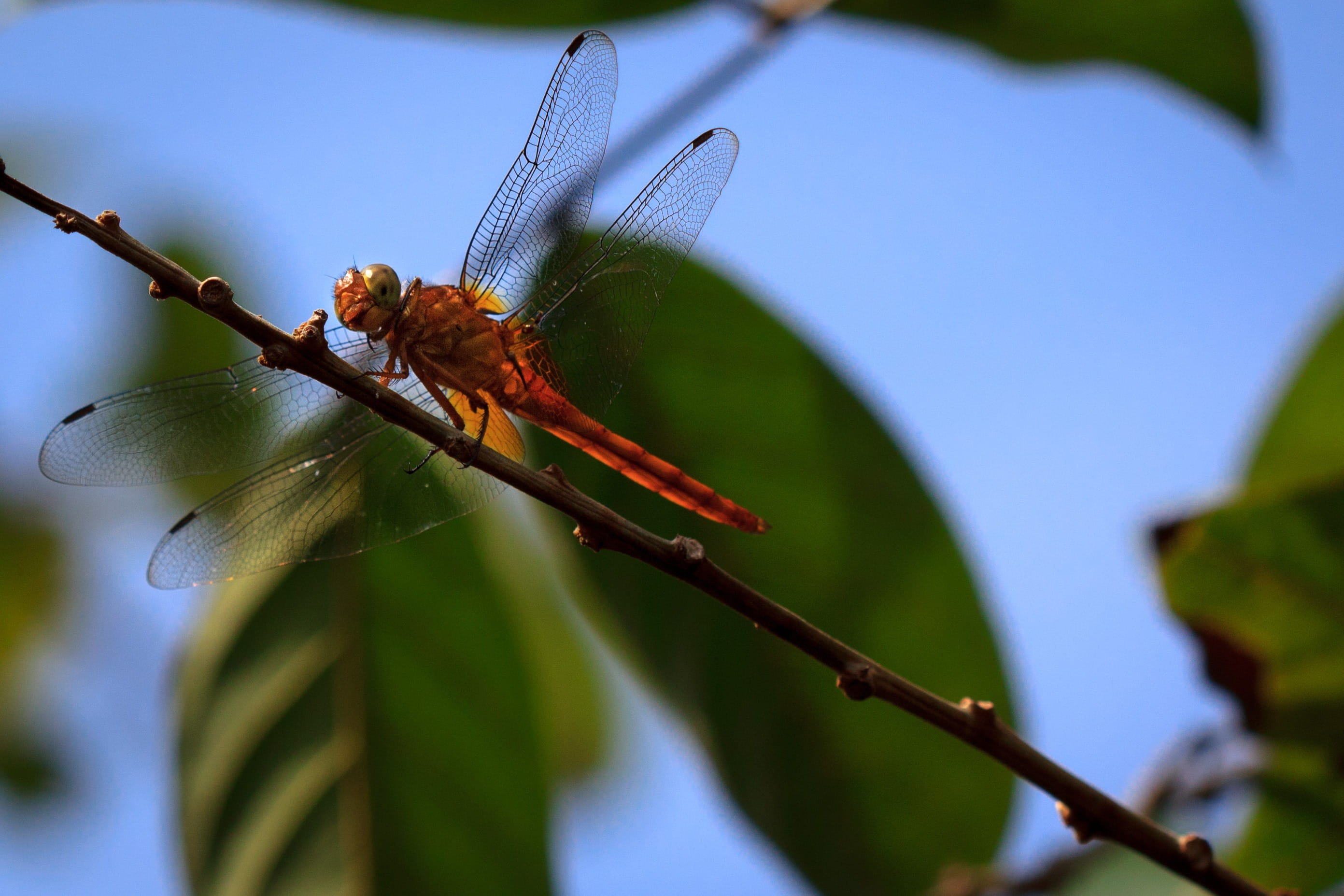 plant part, outdoors, backyard, one animal, animal wildlife, animals in the wild, sky, plant, flight, segment, invertebrate, close-up, 2K, wings, animal, HD Wallpaper