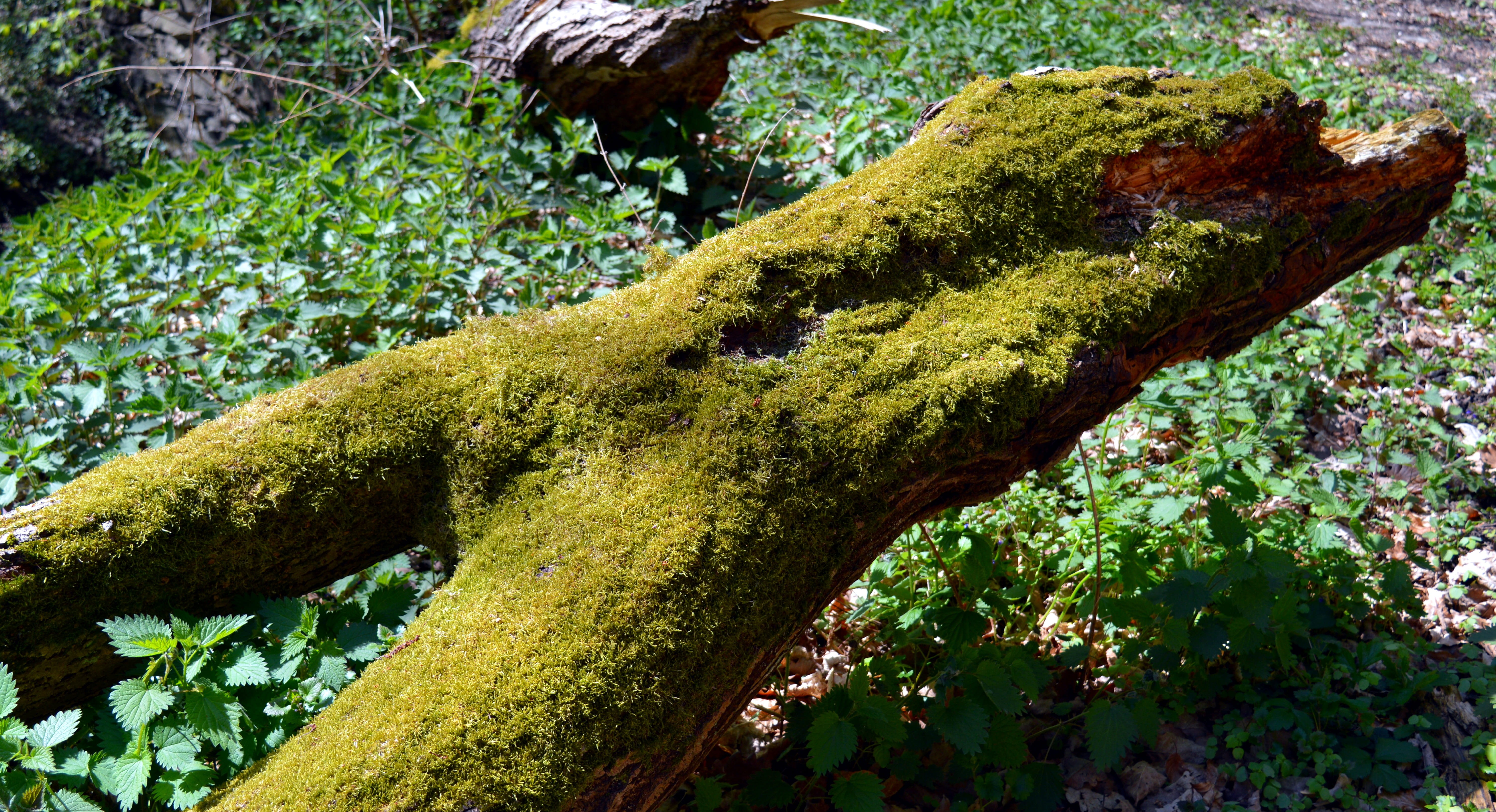 Tree, high angle view, beauty in nature, wood, Log, outdoors, covering, moss, grass, die off, like, plant, growth, day, segment, Rot, no people, close-up, HD Wallpaper