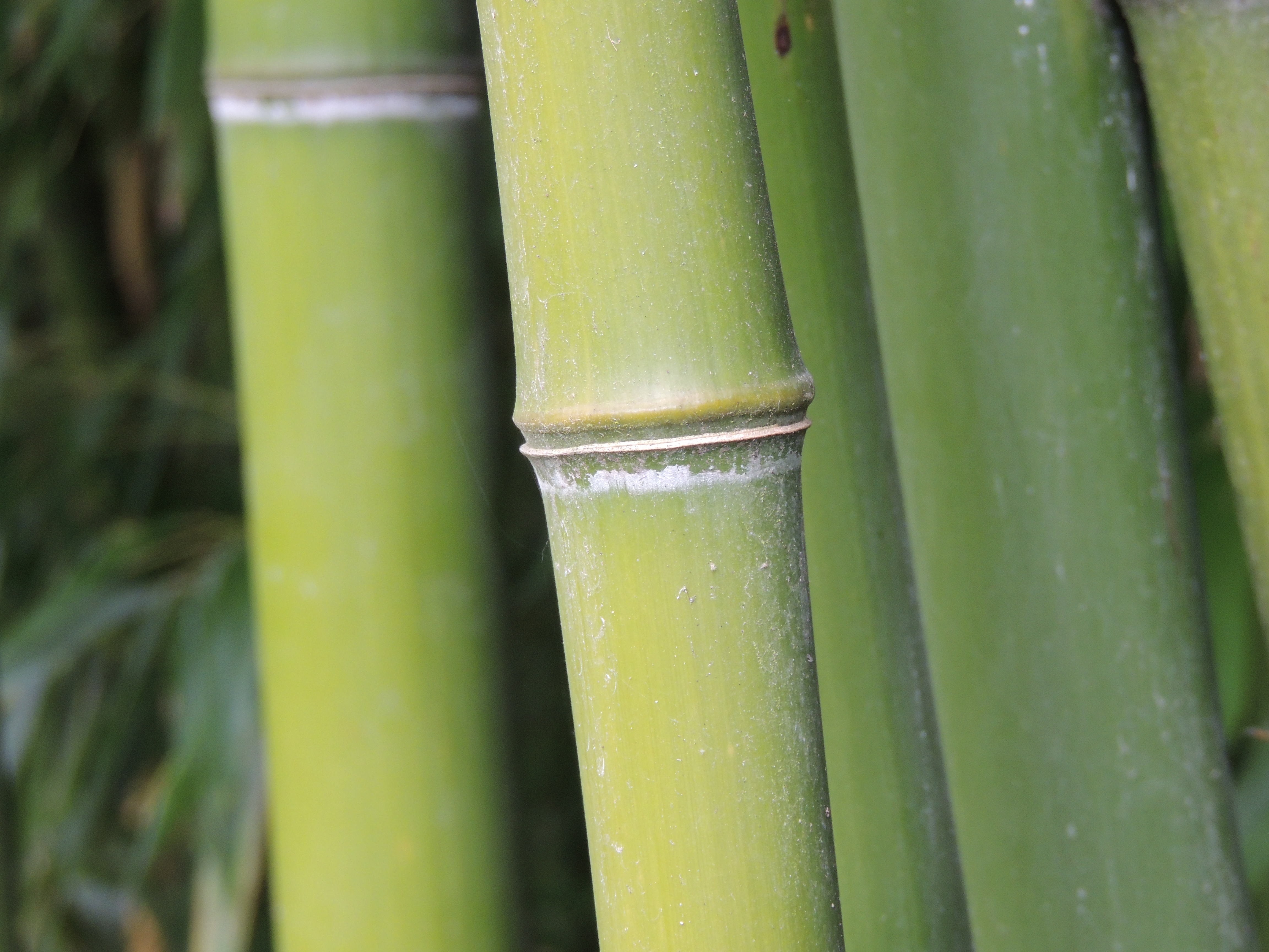 bamboo grove, freshness, close-up, food and drink, cactus, day, no people, beauty in nature, 4K, green, green color, tribe, plant, forest, bamboo, outdoors, HD Wallpaper