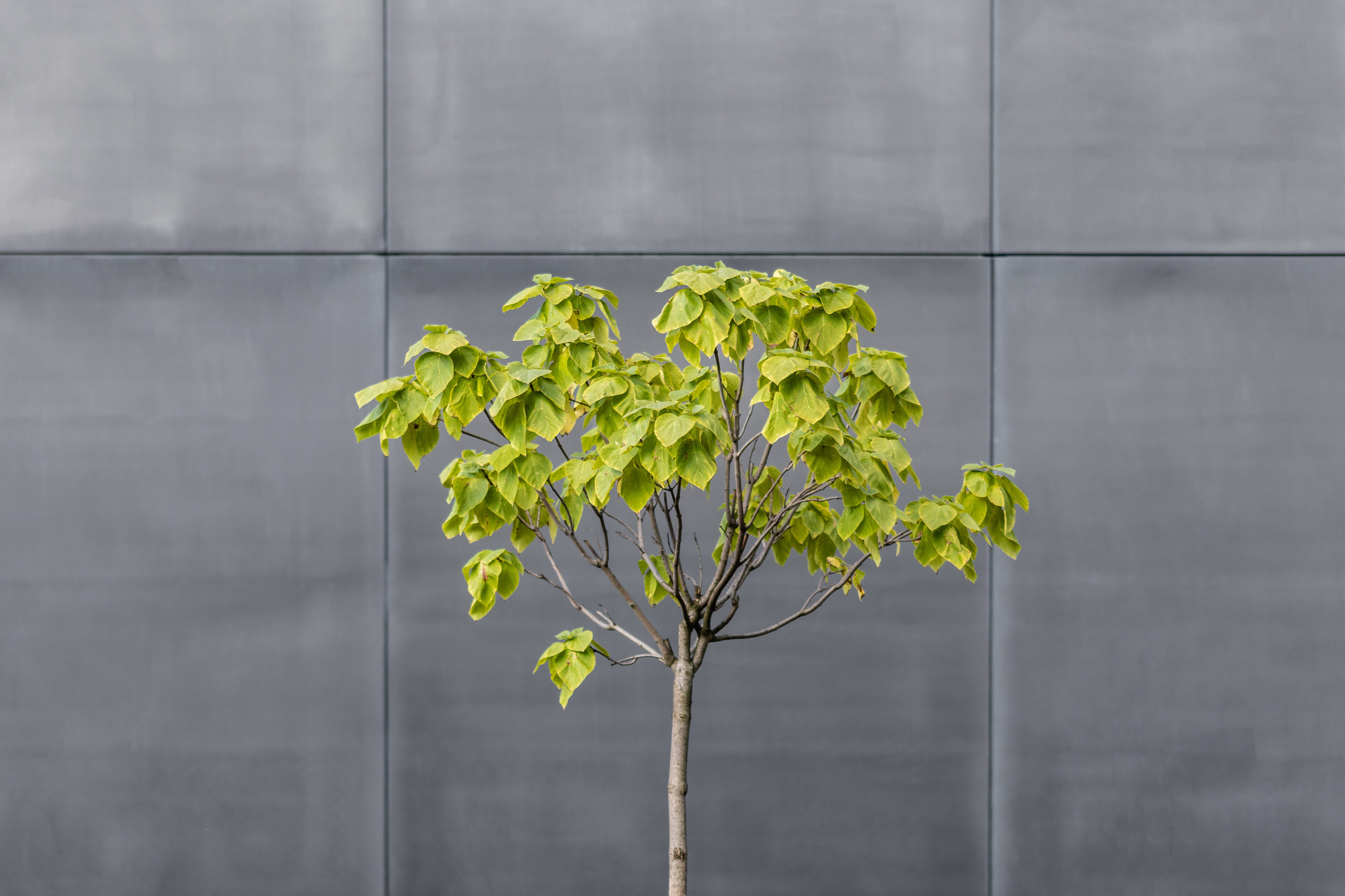 outdoors, geometric, plant, pattern, leafed, architecture, green Color, 5K, wall, urban, separated, tree, metal, no People, textured, close-up, green, HD Wallpaper