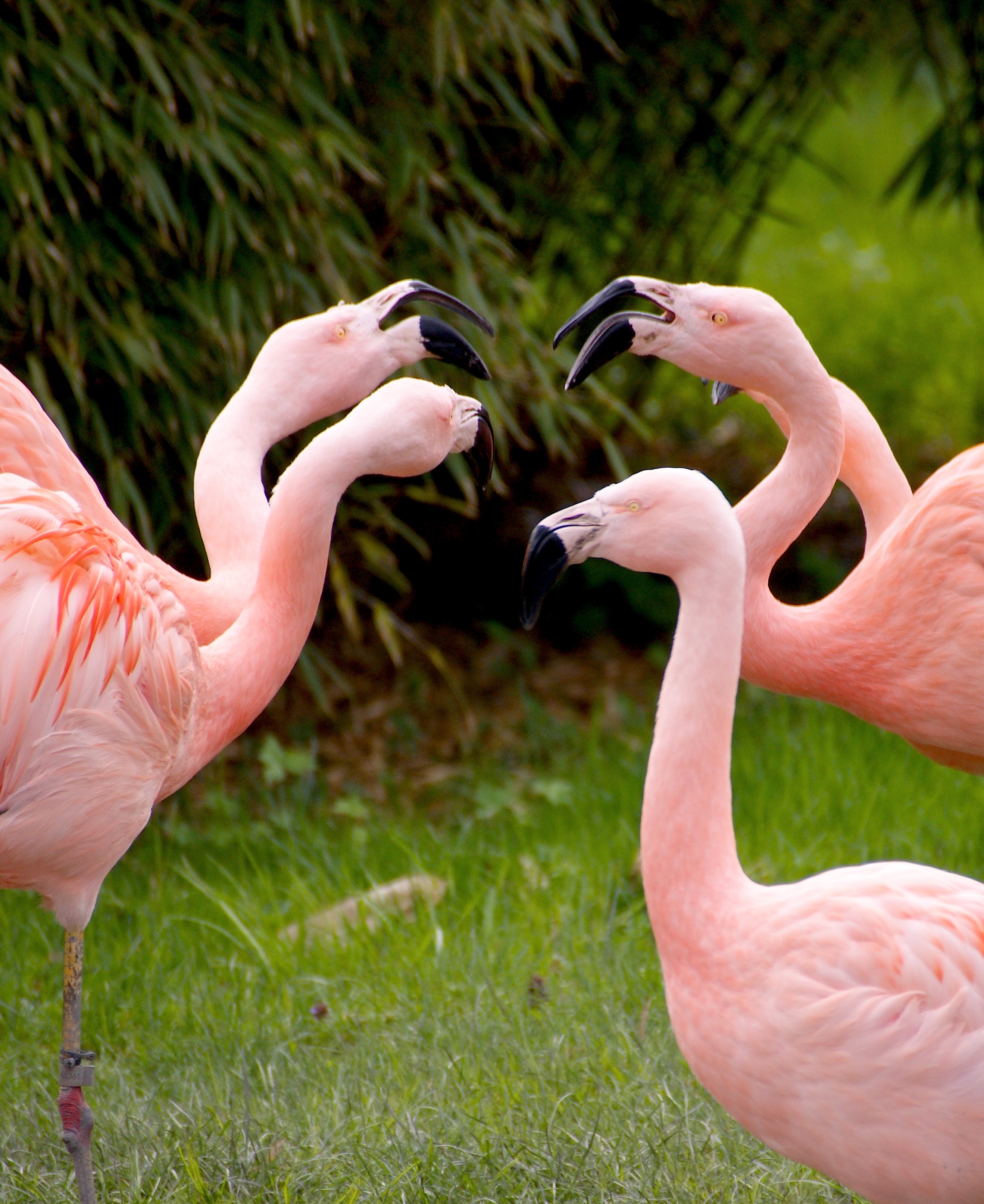 share with, pink flamingo, standing, group, group of animals, grass, animal themes, herd, animal head, communication, birds, zoo, water bird, pink, bird, Phone HD Wallpaper
