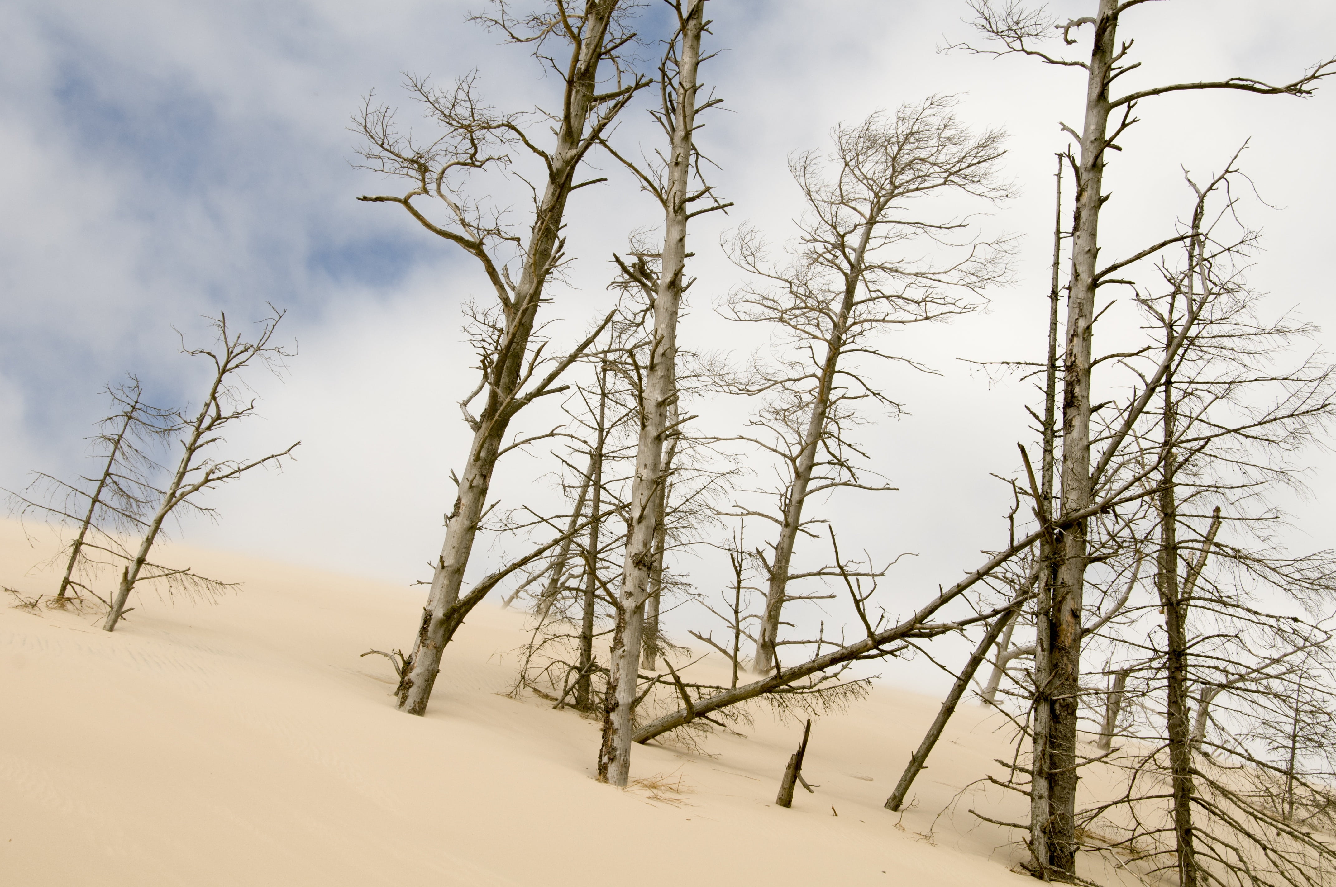 season, the sun, landscape, frost, clouds, outdoors, poland, cold temperature, mood, trunk, the coast, no people, sand, environment, snow, cold - Temperature, HD Wallpaper