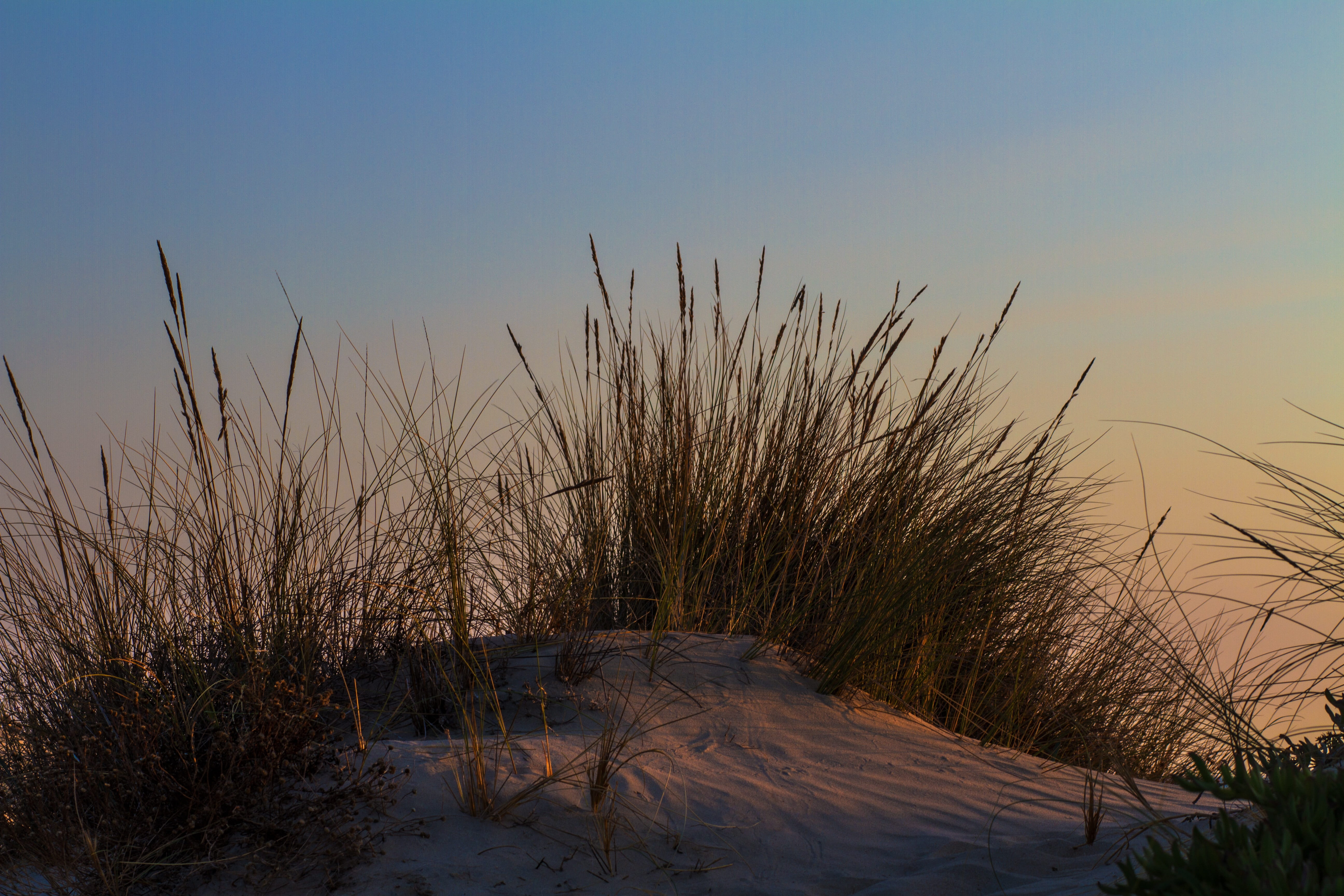 day, beach walk, loneliness, snow, sky, Dune, growth, scenics - nature, evening, clear sky, plant, no people, by the sea, beauty in nature, tranquil scene, HD Wallpaper