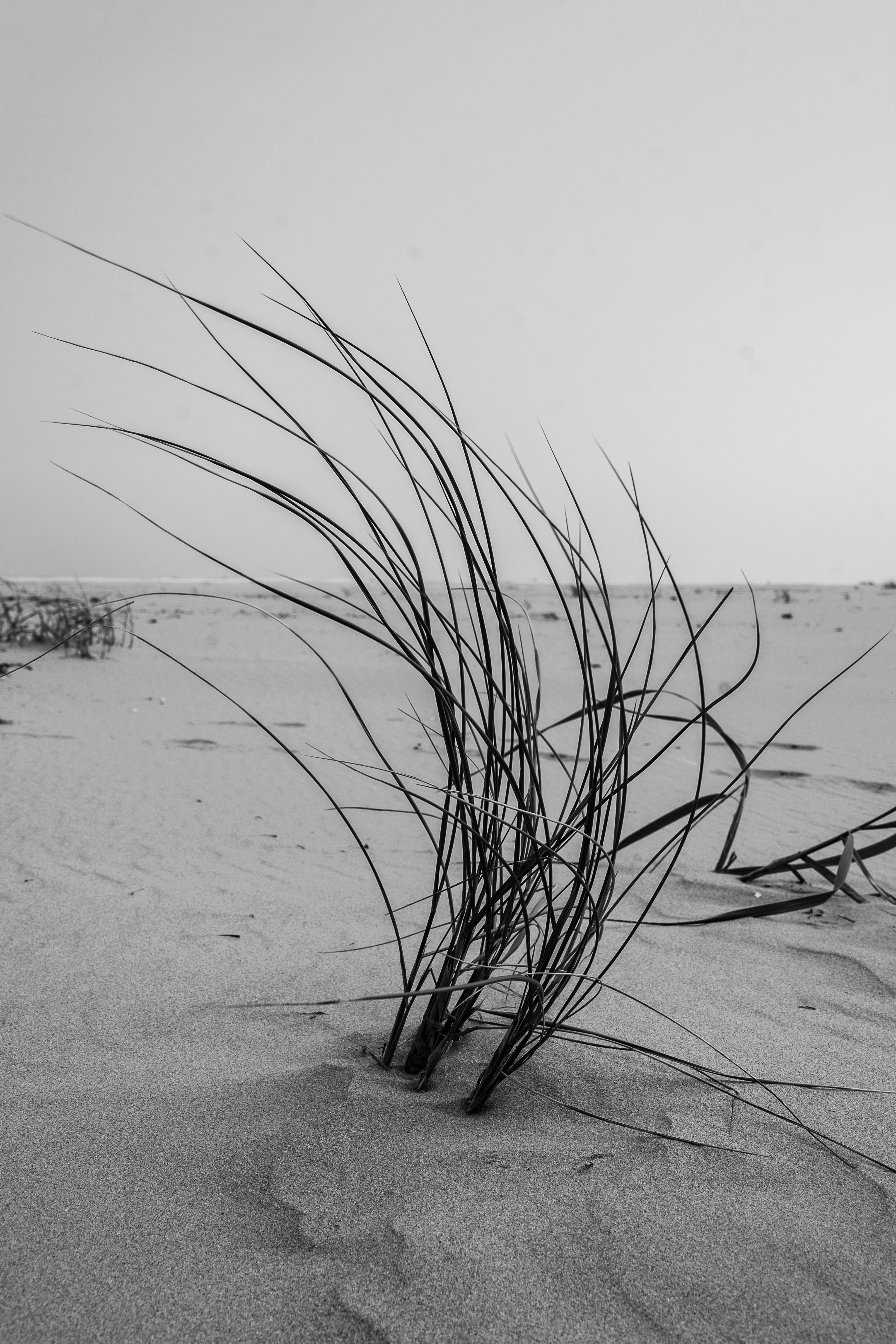 plant, complexity, sand, cold temperature, outdoors, beauty in nature, sand Dune, land, black And White, day, scenics - nature, environment, field, non-urban scene, Phone HD Wallpaper
