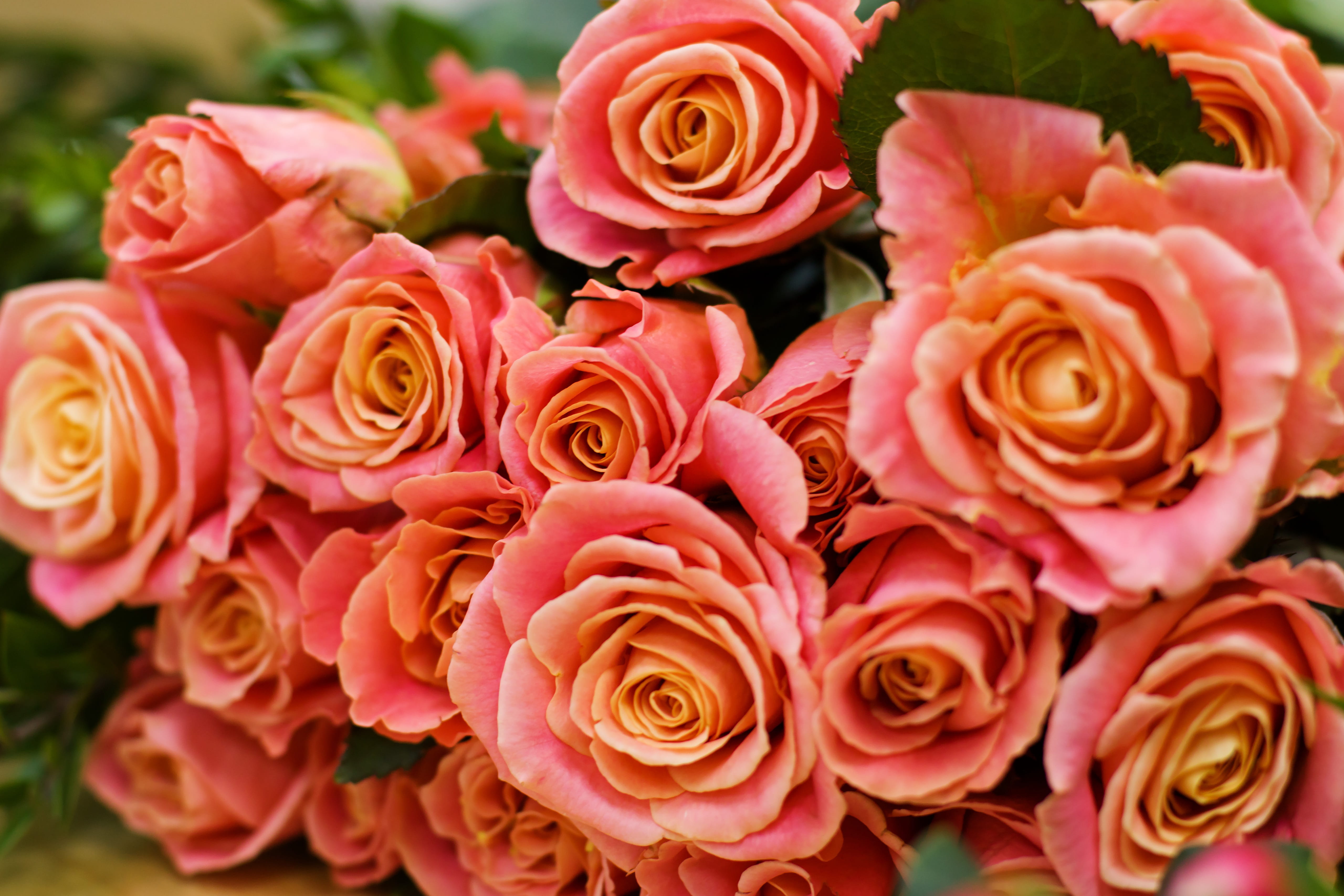 grown up, petal, lovely, sale, beauty, pink color, bunch of flowers, freshness, plant, love, focus on foreground, roses, flowering plant, fragility, happiness, HD Wallpaper